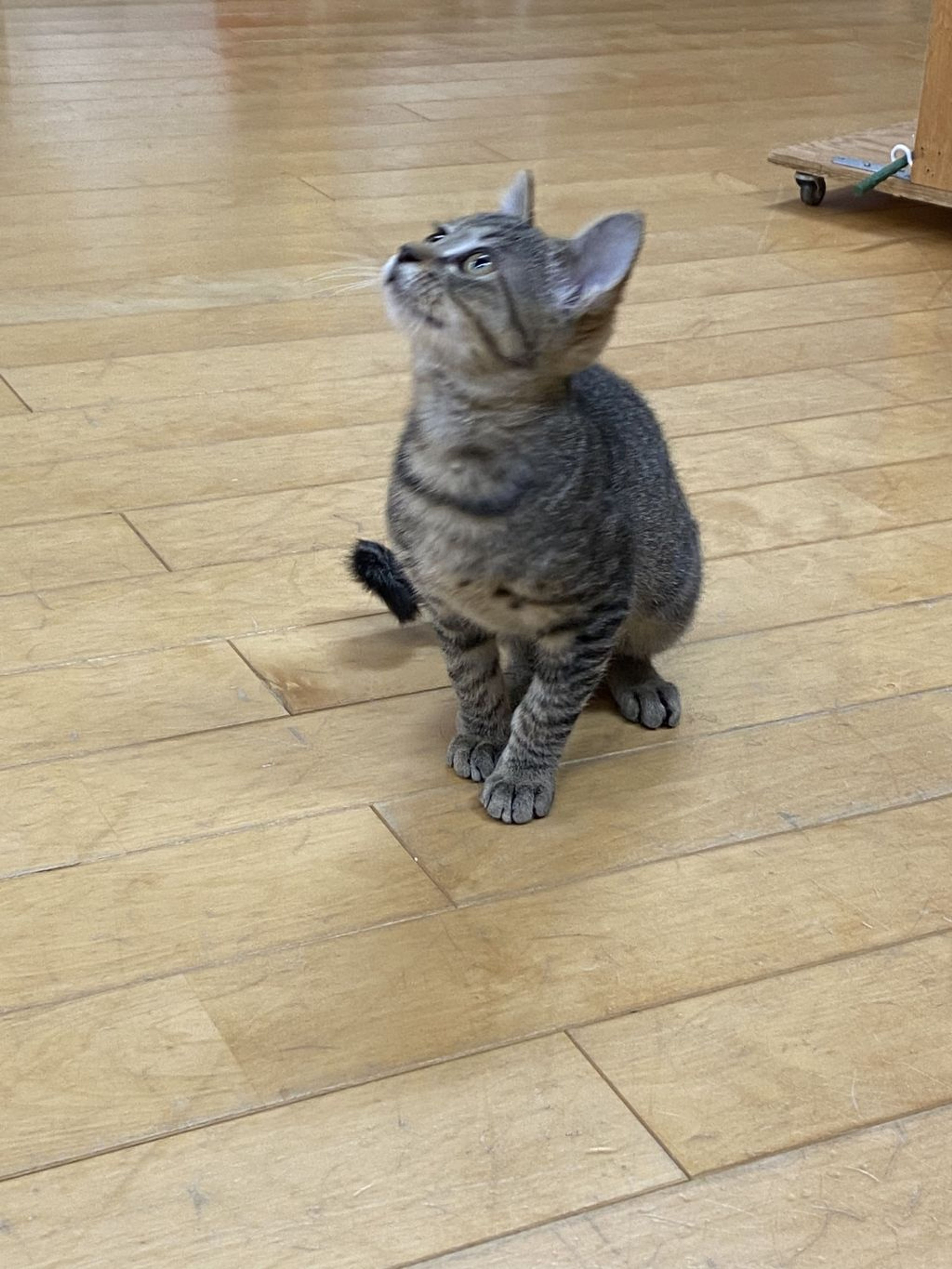 pet-image-4