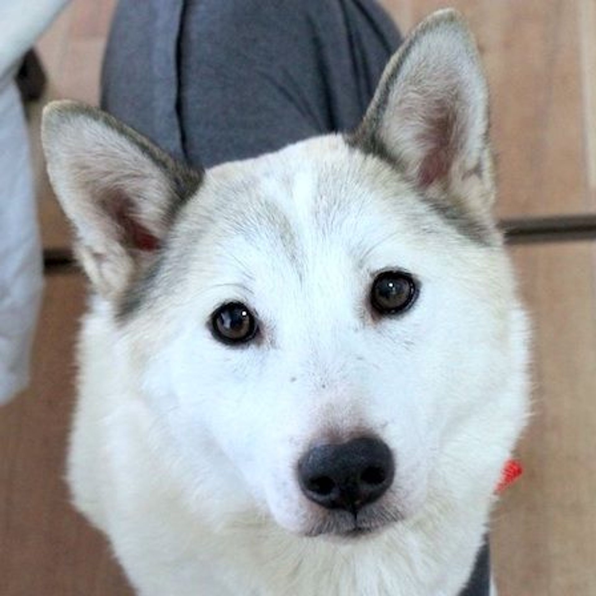 雑種（ミックス犬）・メスの里親募集の写真
