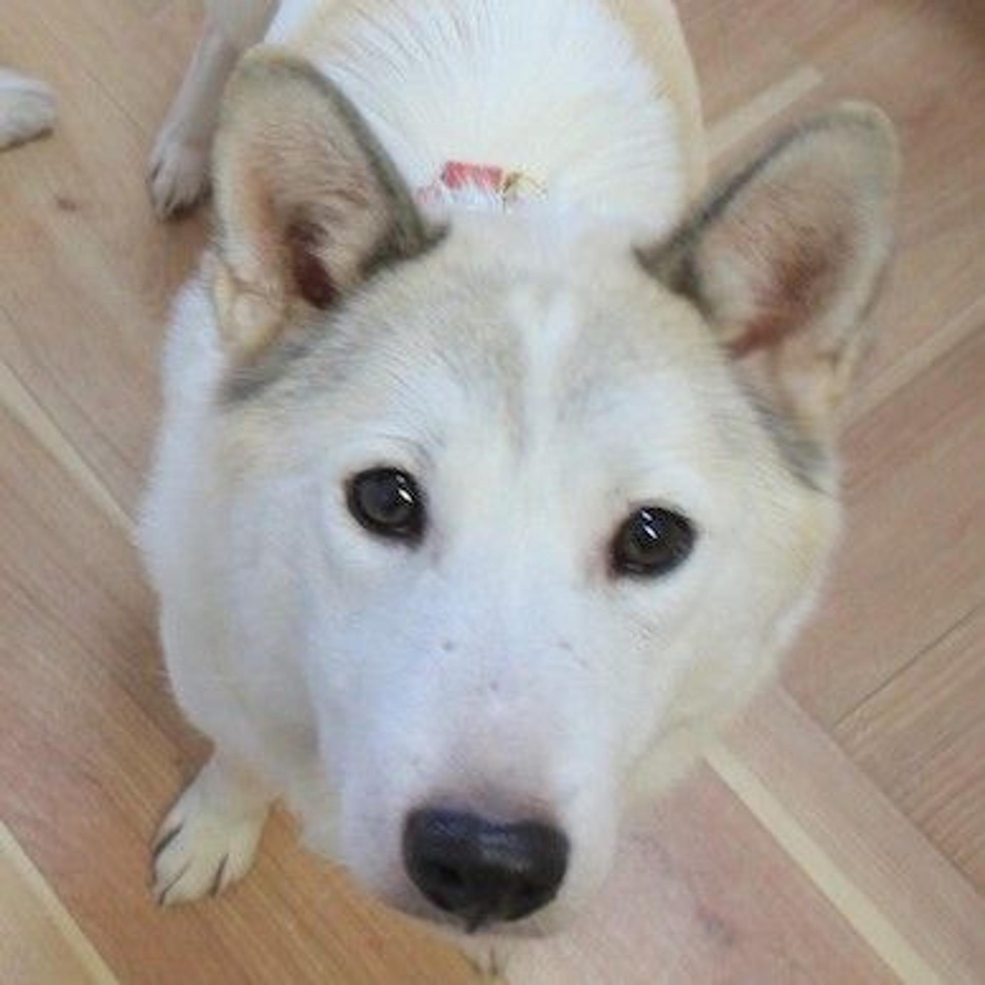 pet-image-3