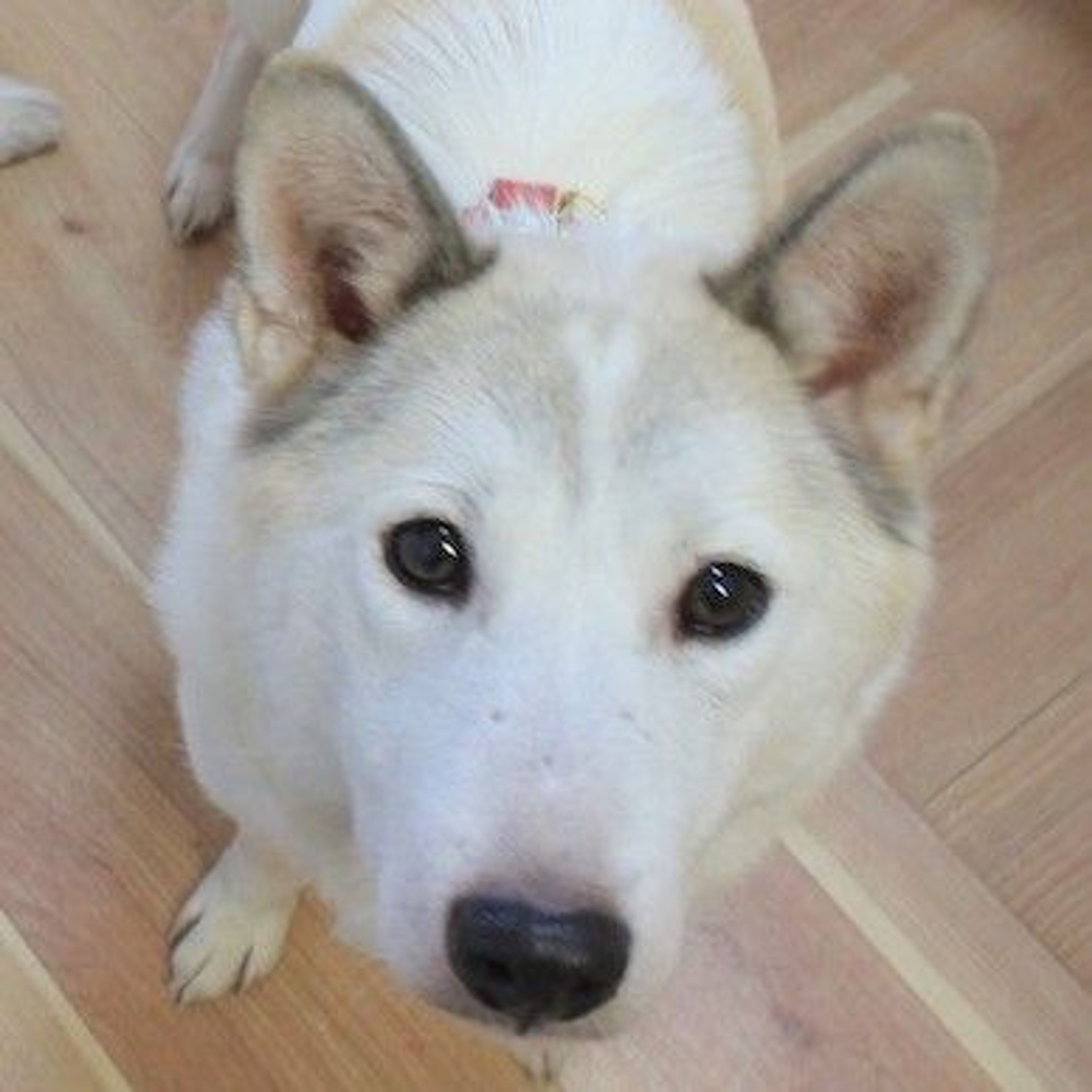 pet-image-3