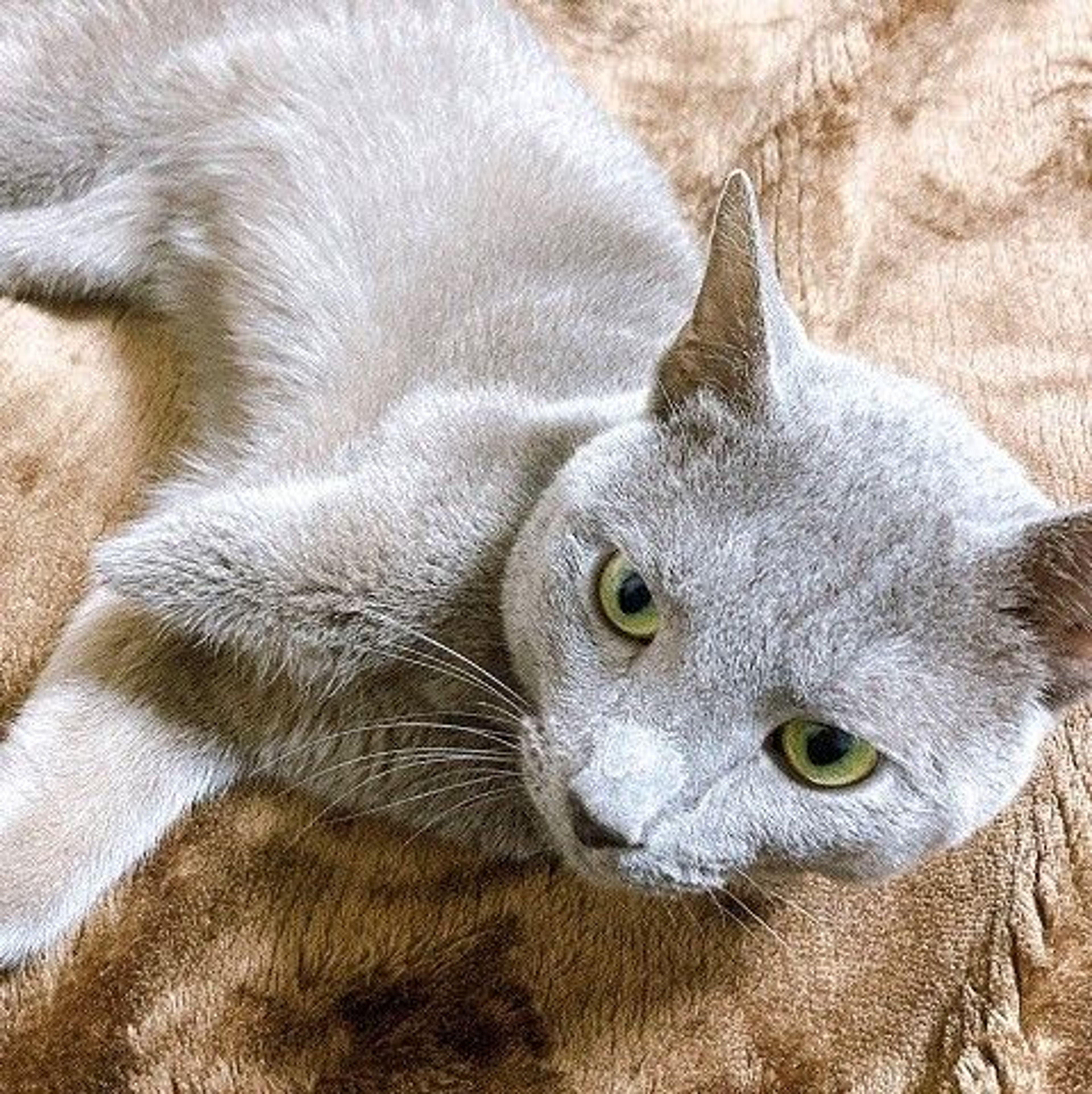pet-image-2