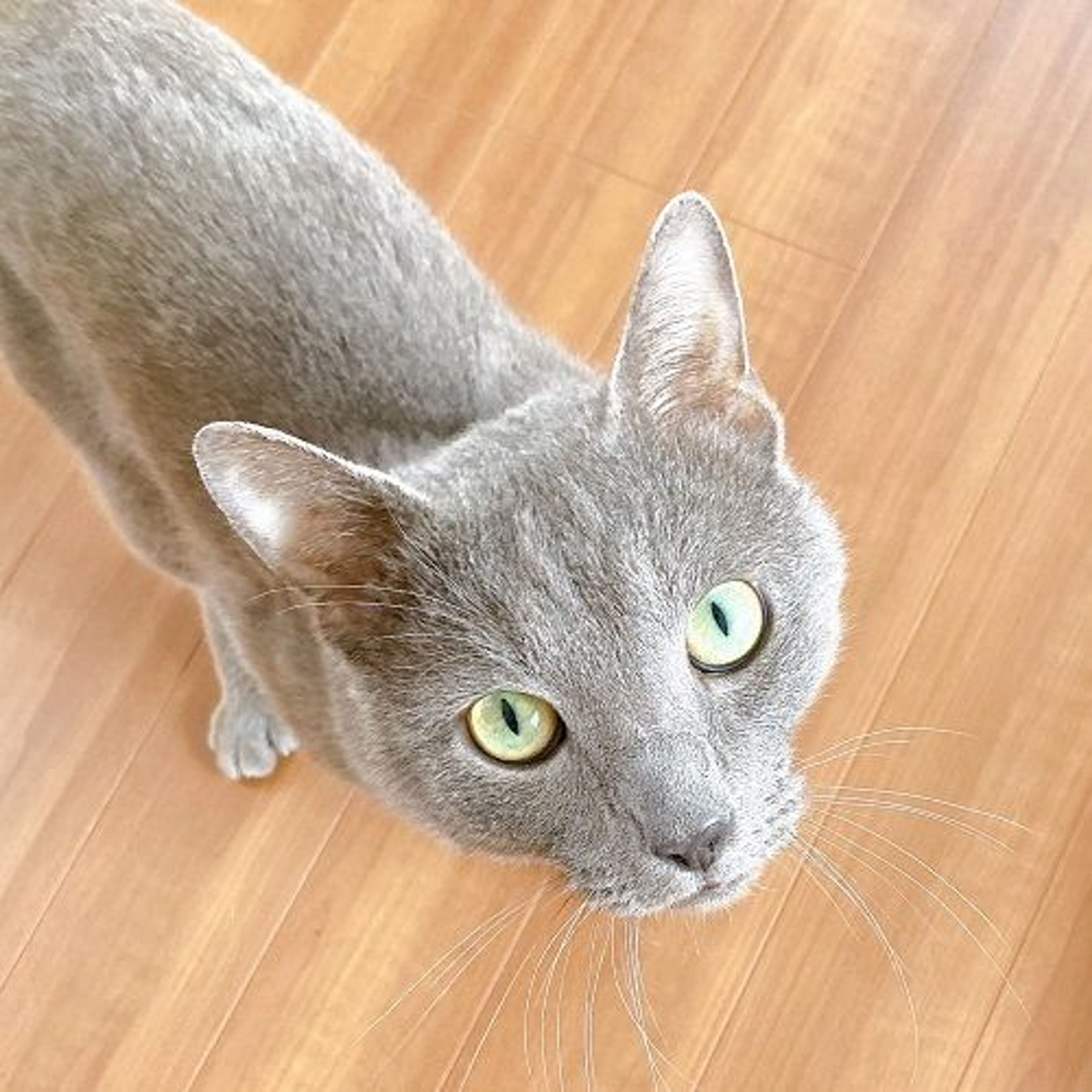 pet-image-3