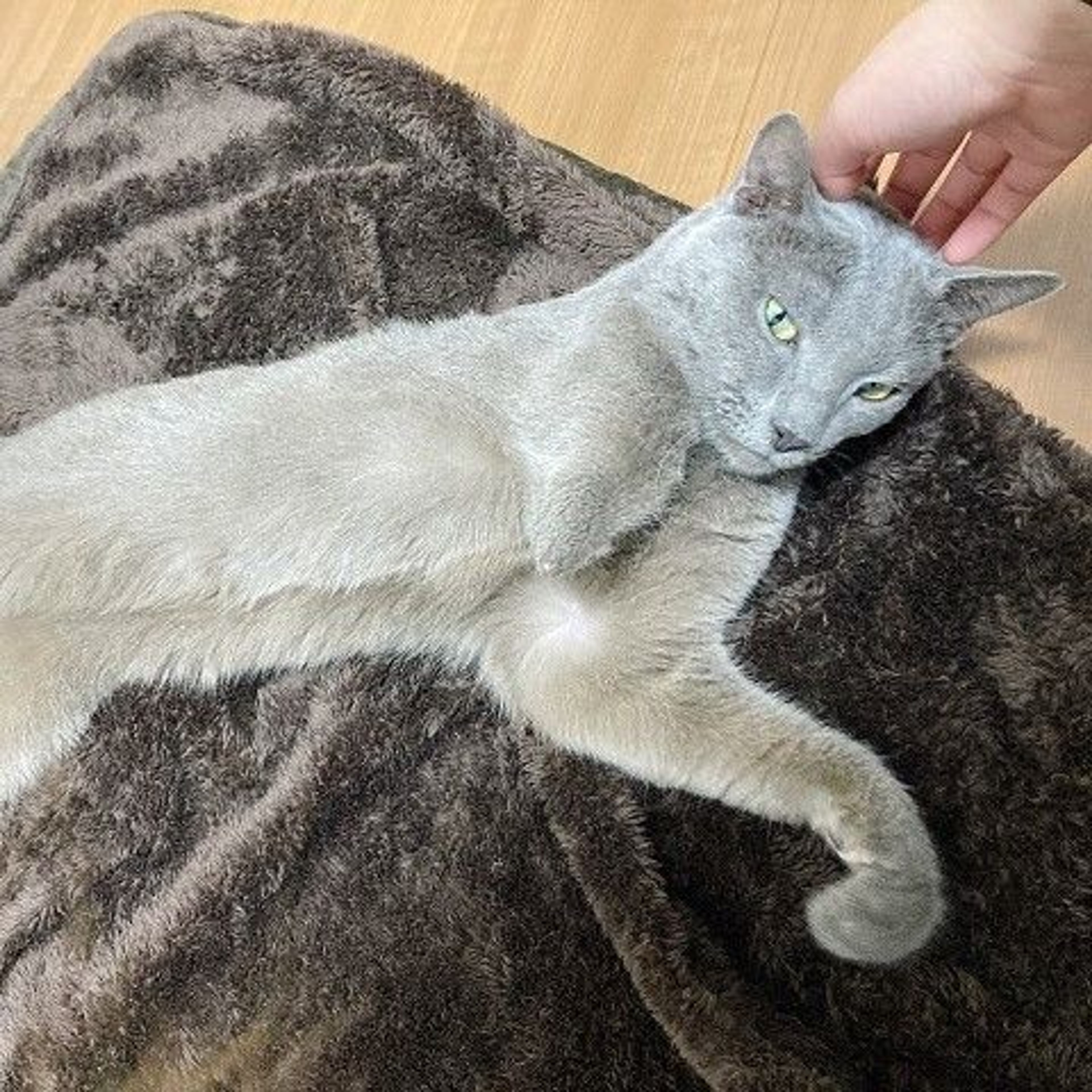 pet-image-4