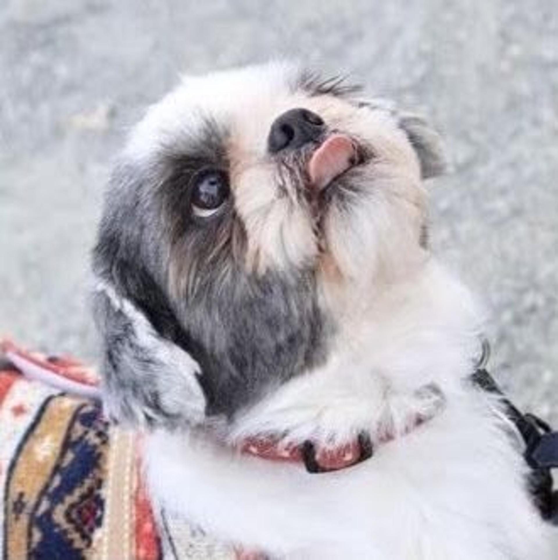pet-image-2
