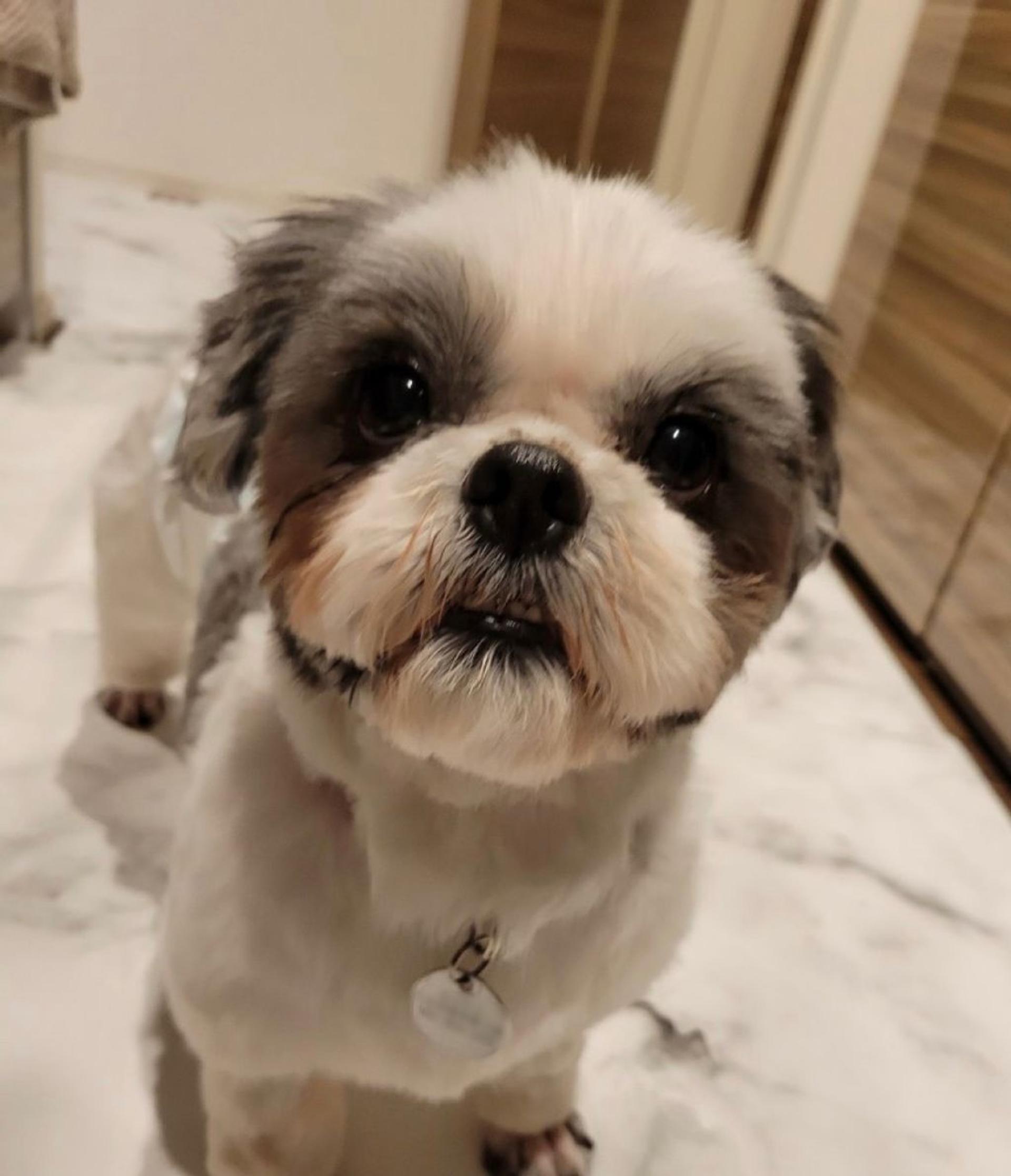 pet-image-3