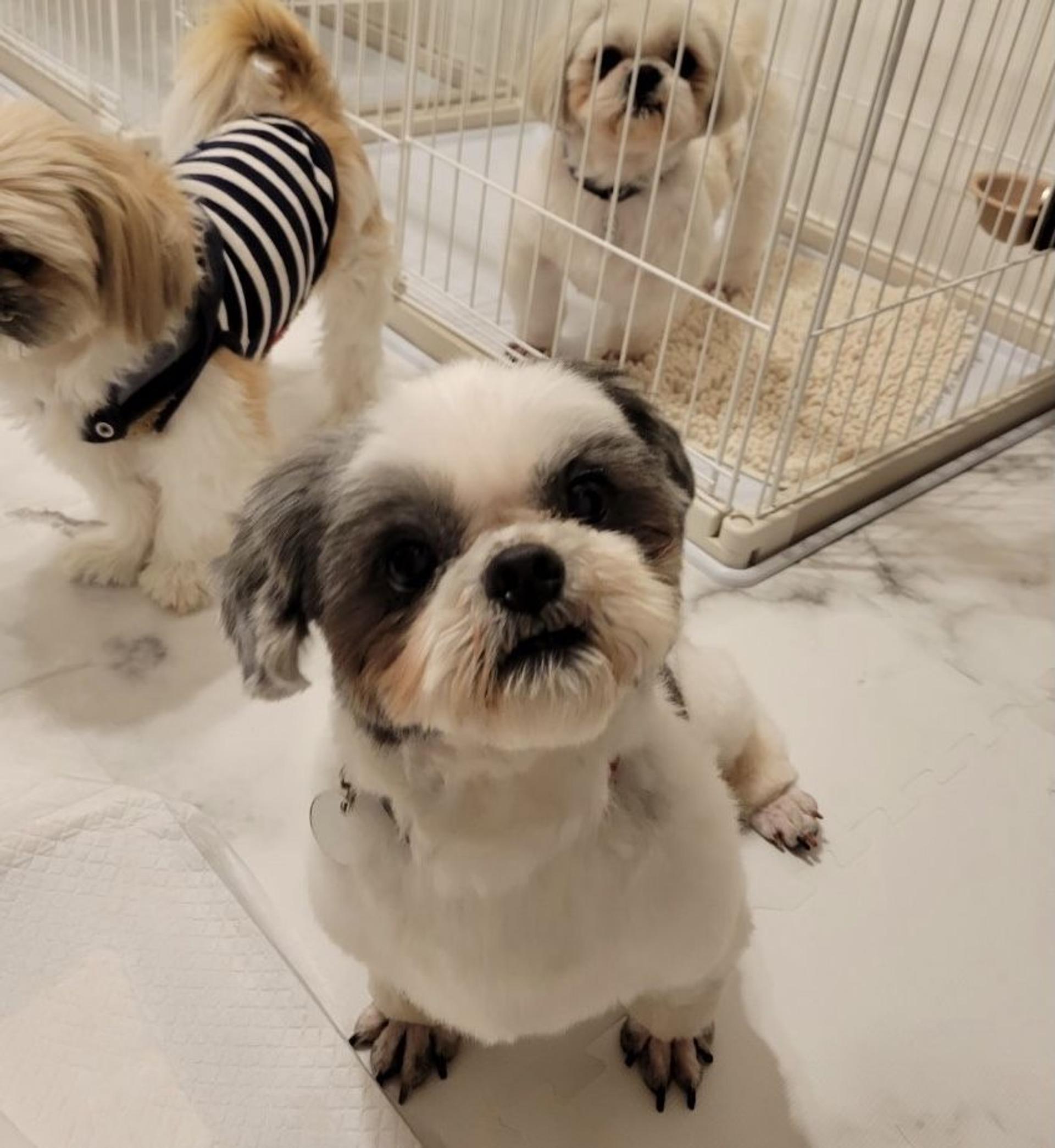 pet-image-4