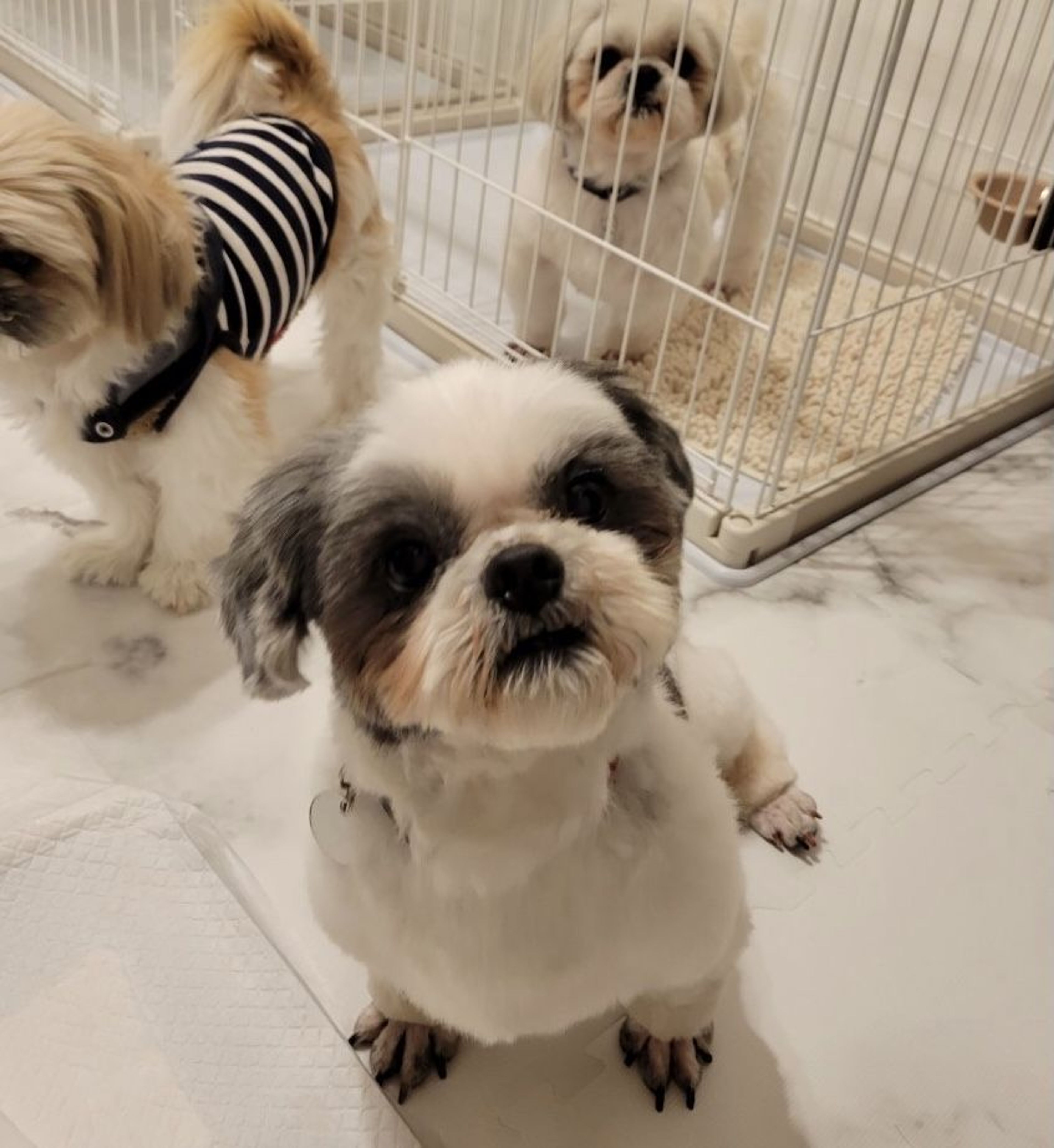 pet-image-4