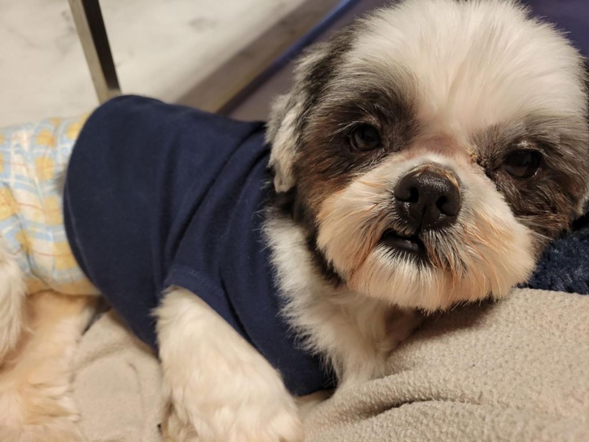 pet-image-7