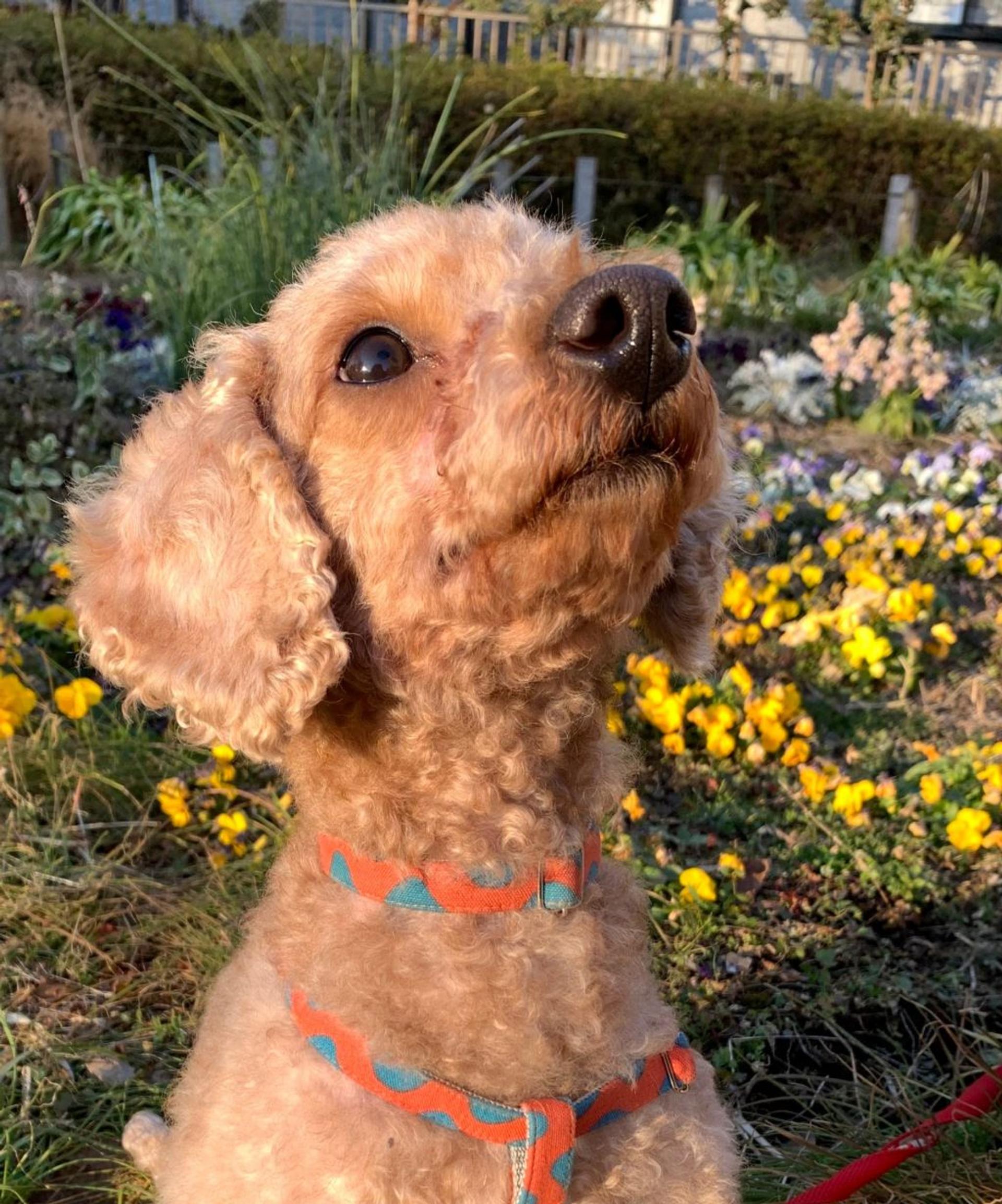 pet-image-5