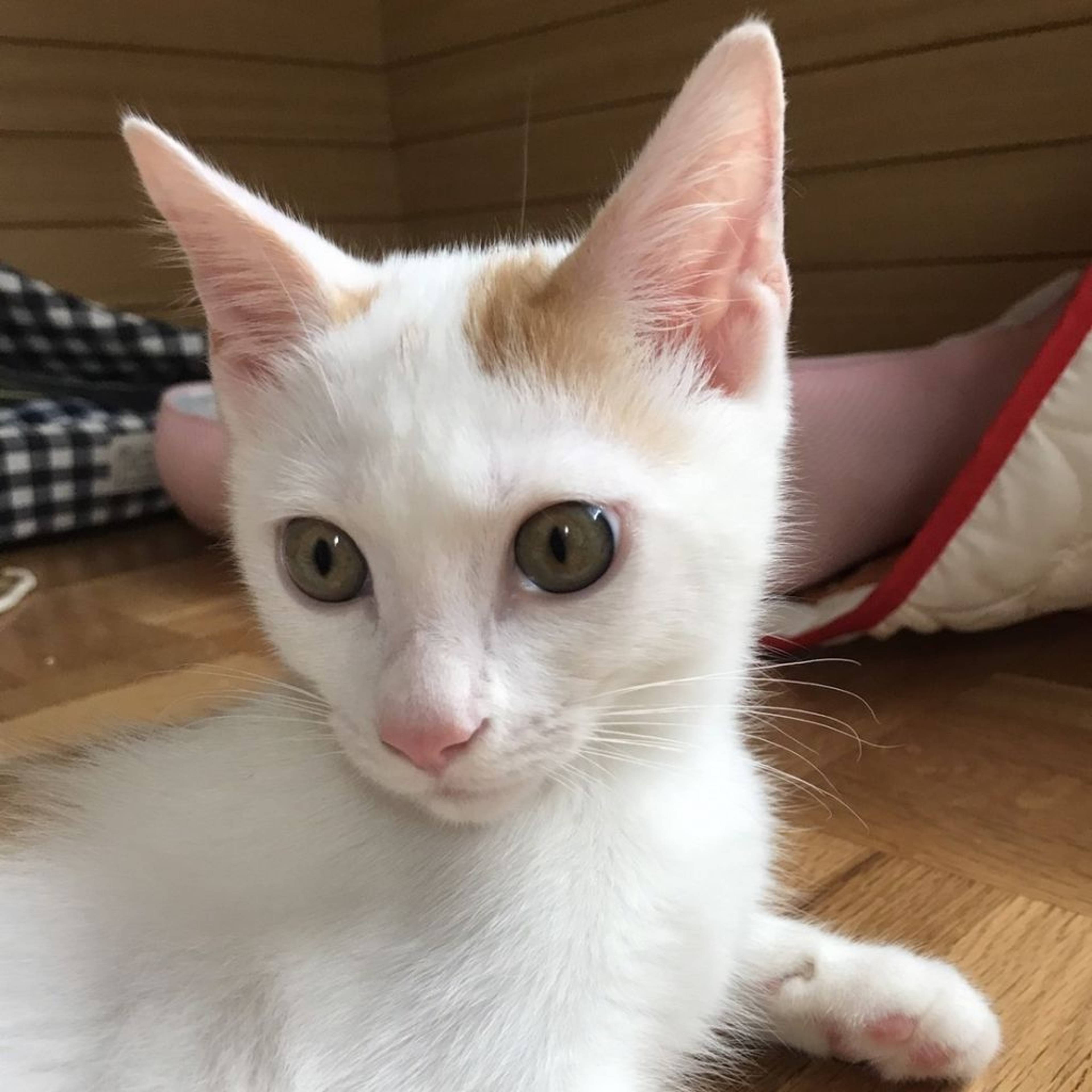 雑種（ミックス猫）・オスの里親募集の写真