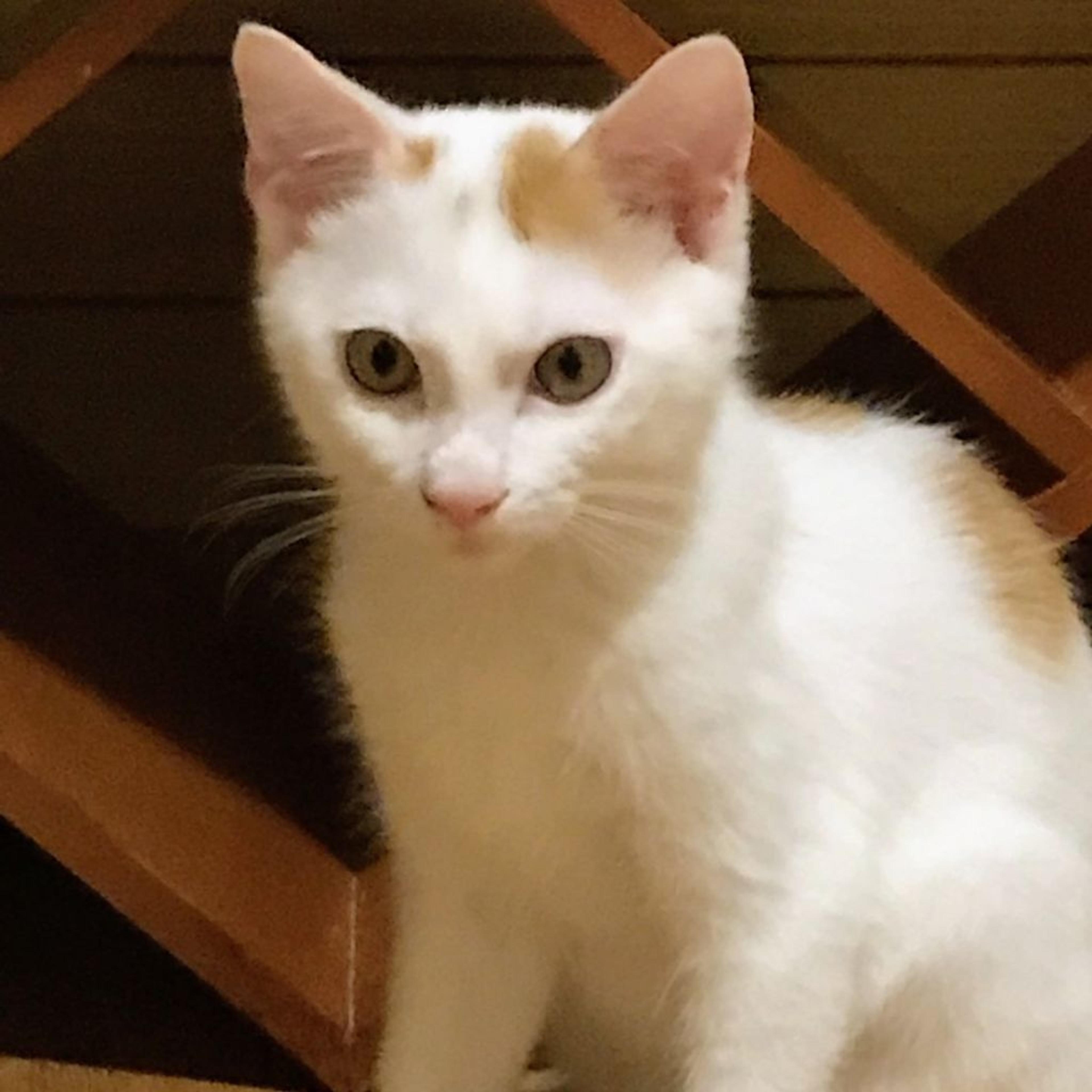 pet-image-2
