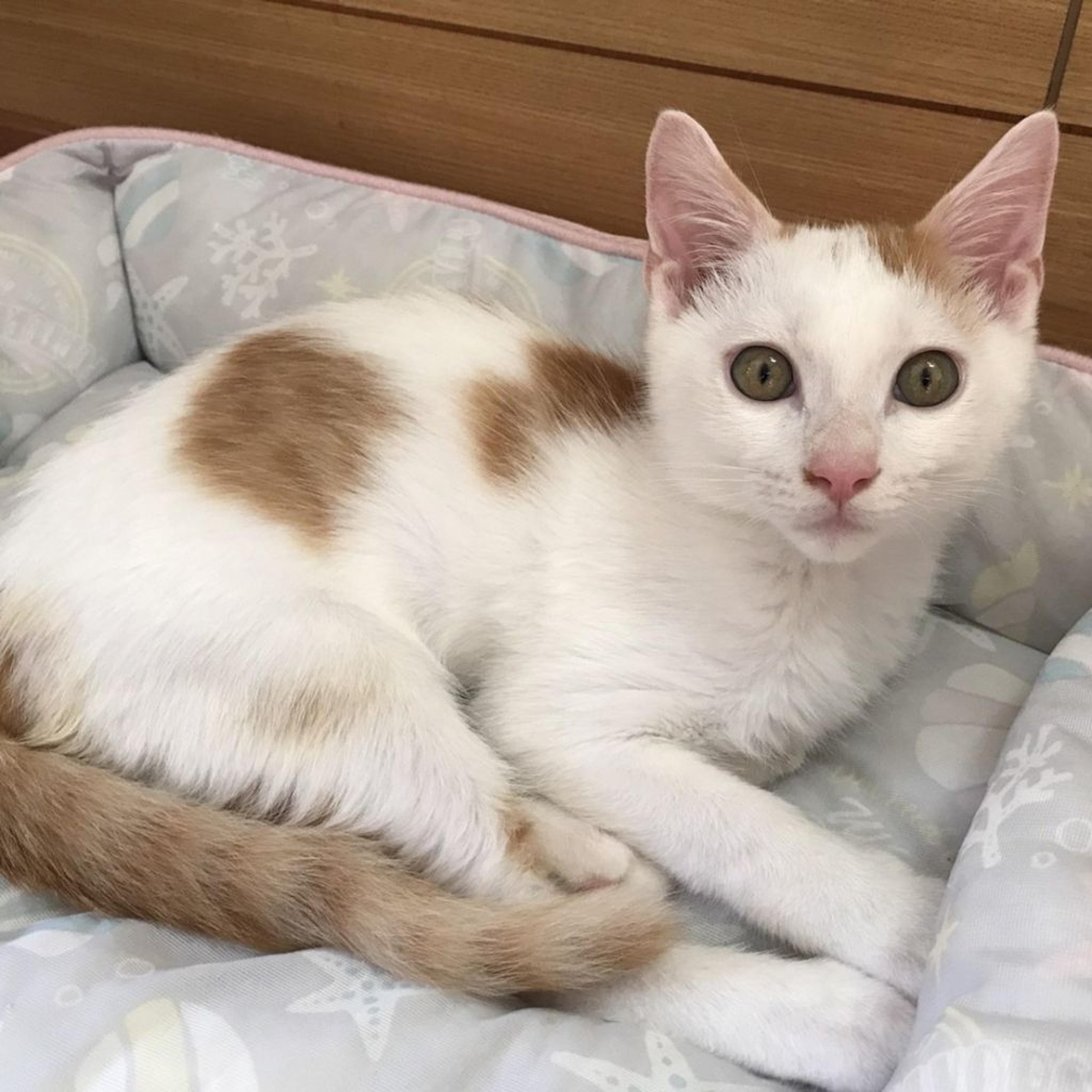 pet-image-3