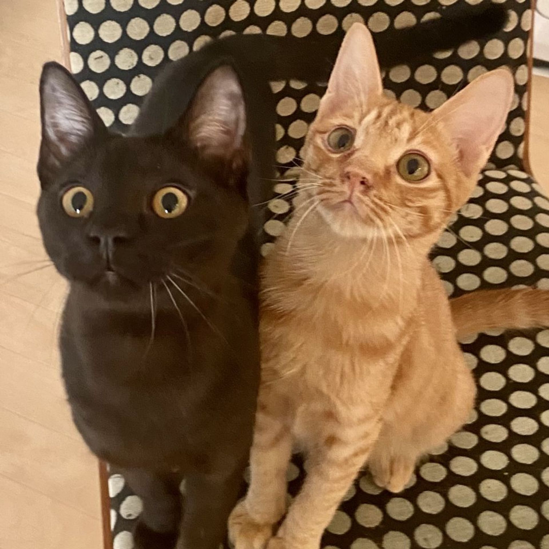 雑種（ミックス猫）・オスの里親募集の写真