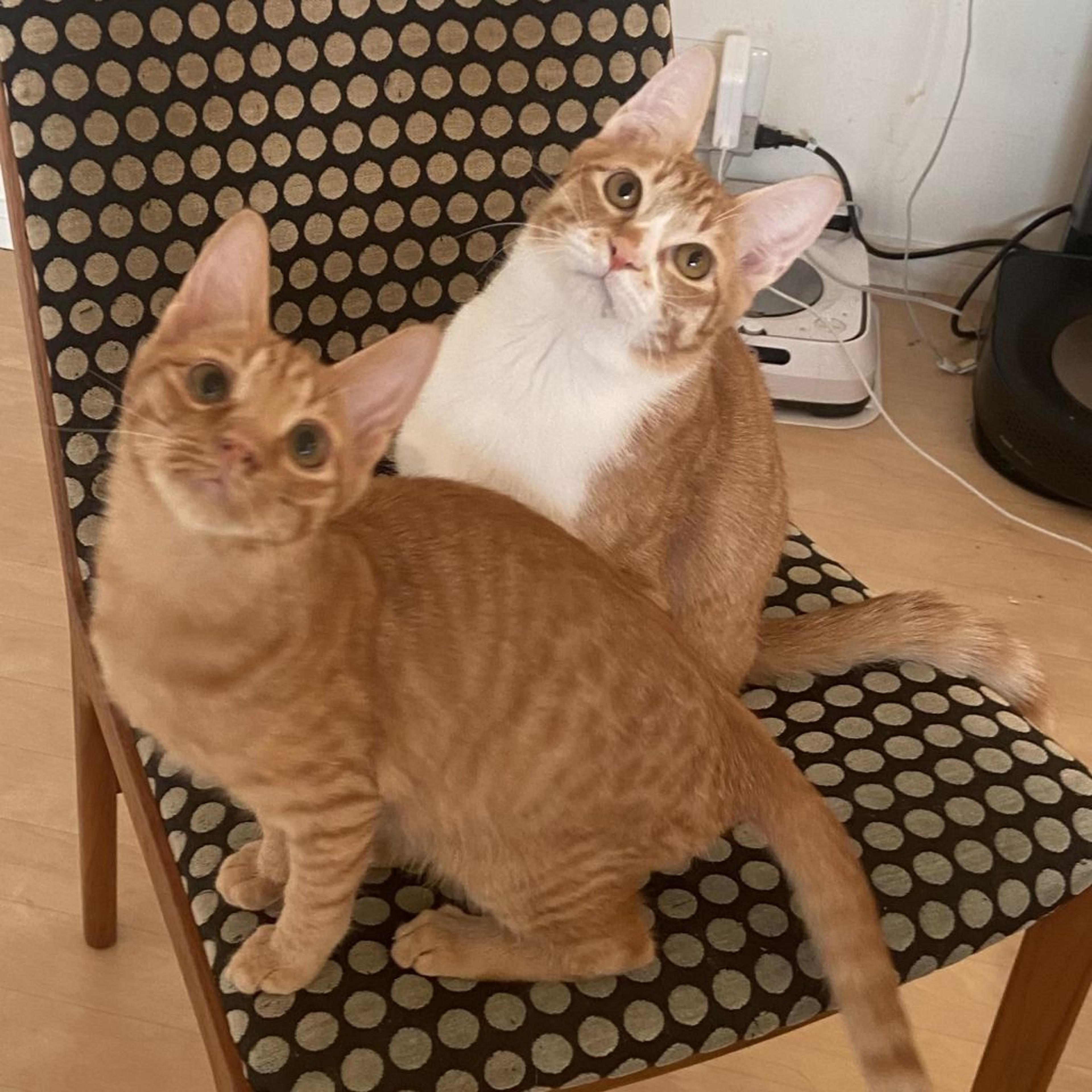 pet-image-4