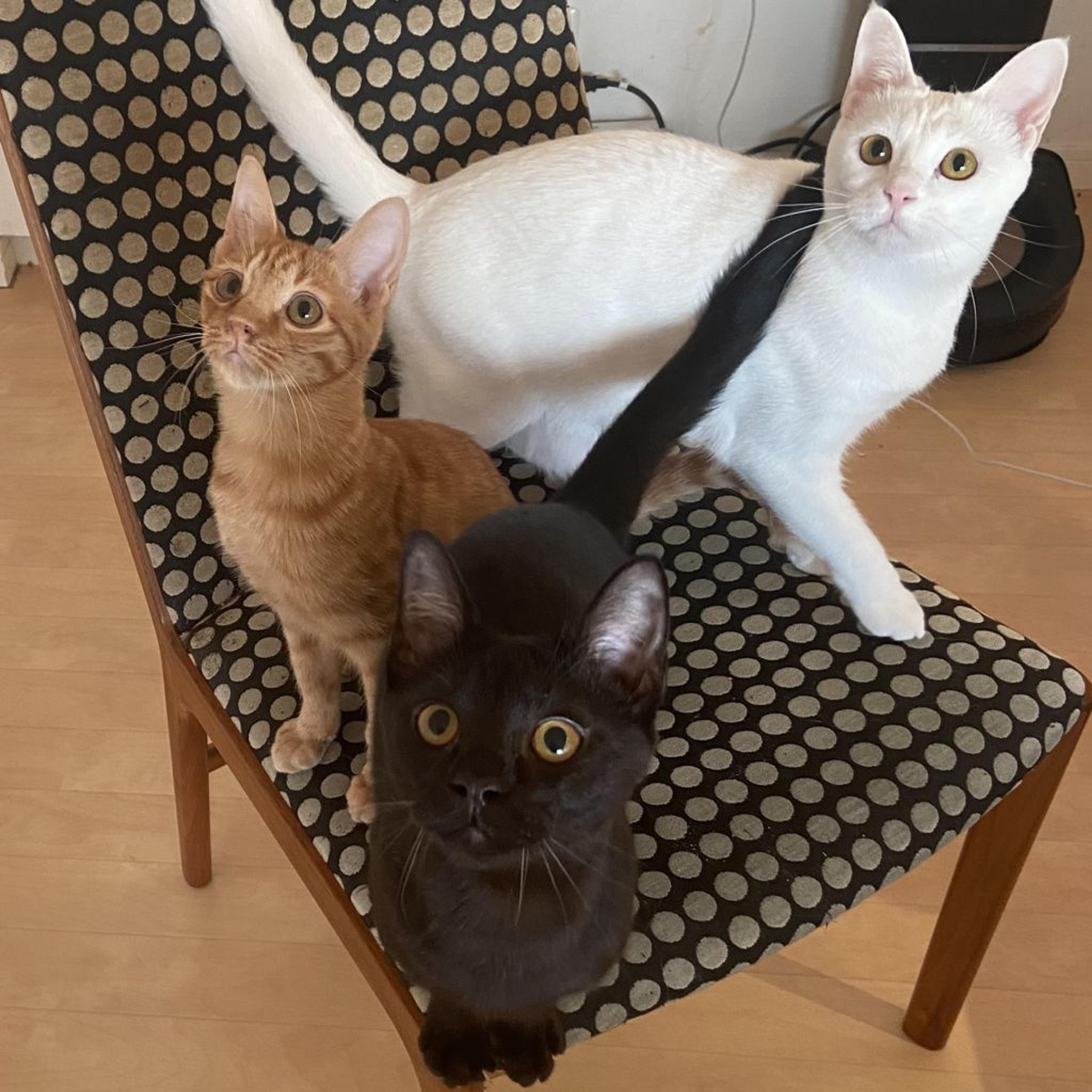 pet-image-7