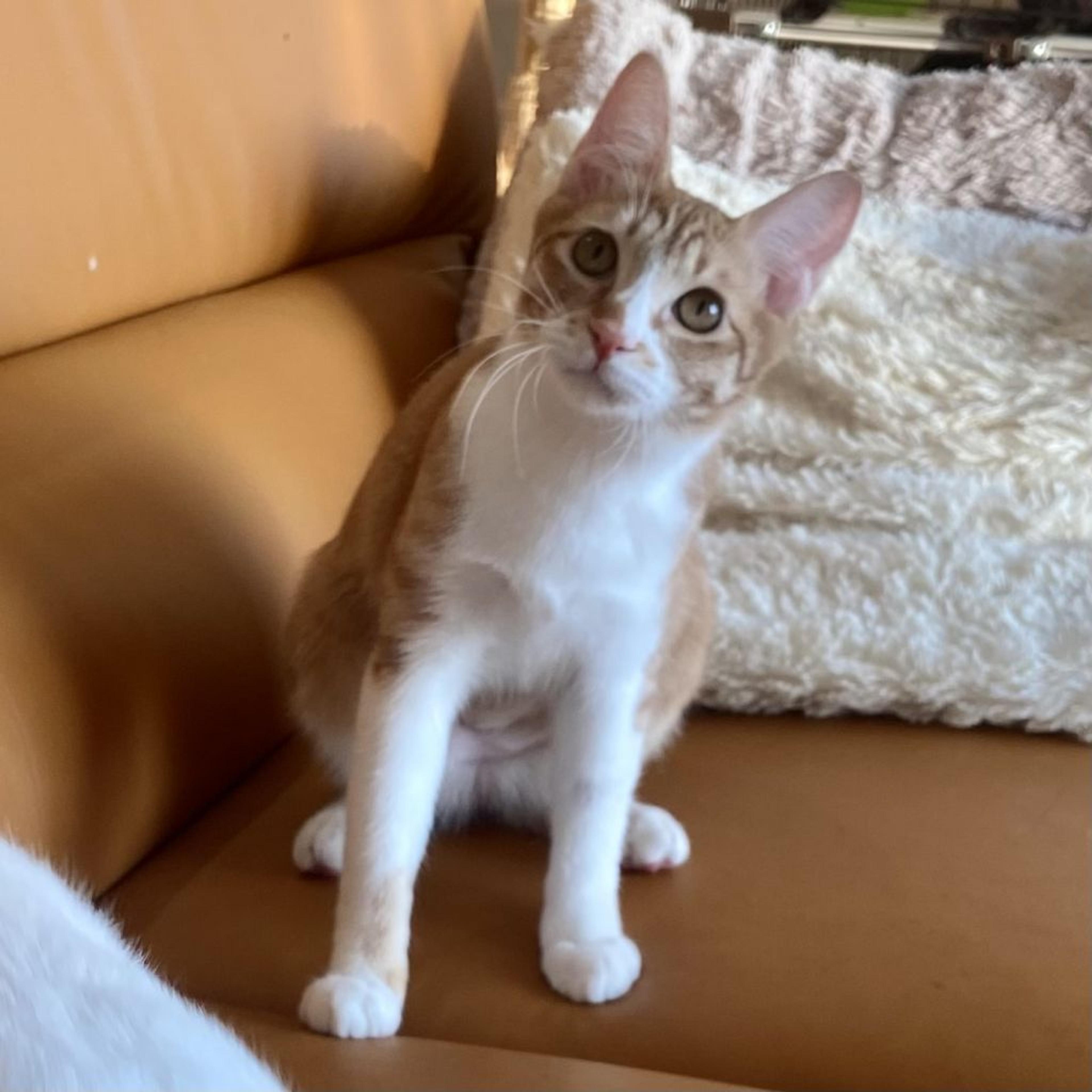 pet-image-8
