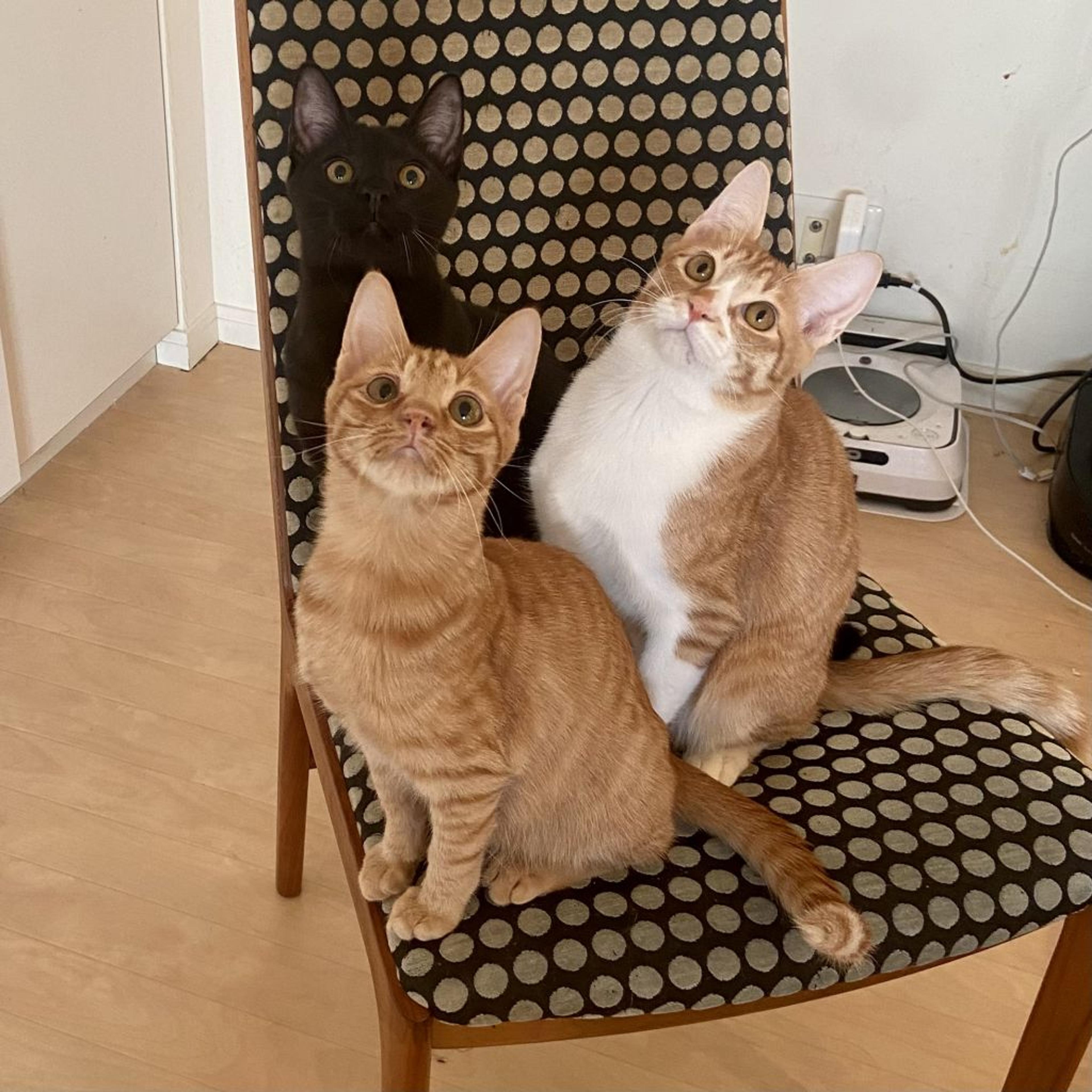 pet-image-9