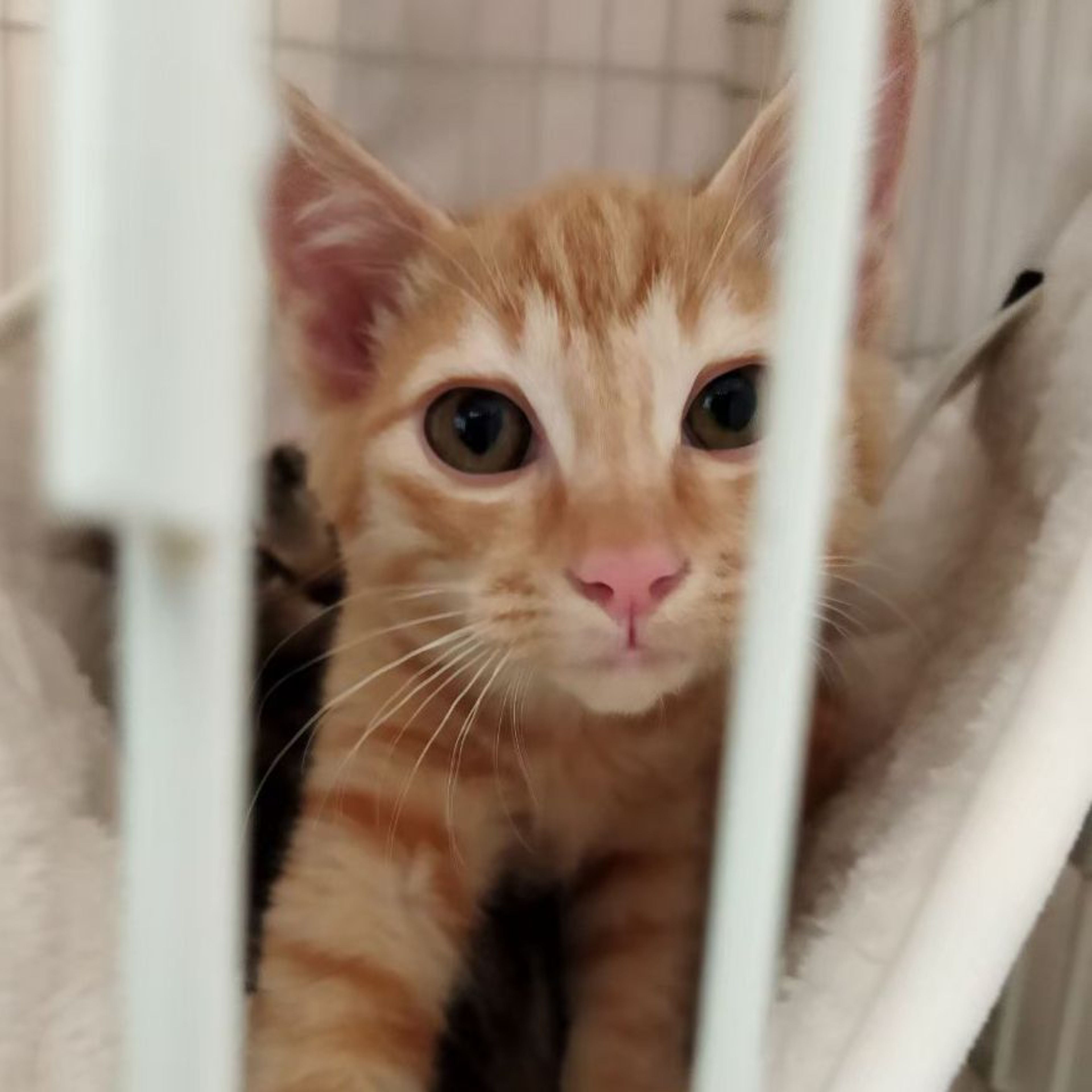雑種（ミックス猫）・オスの里親募集の写真
