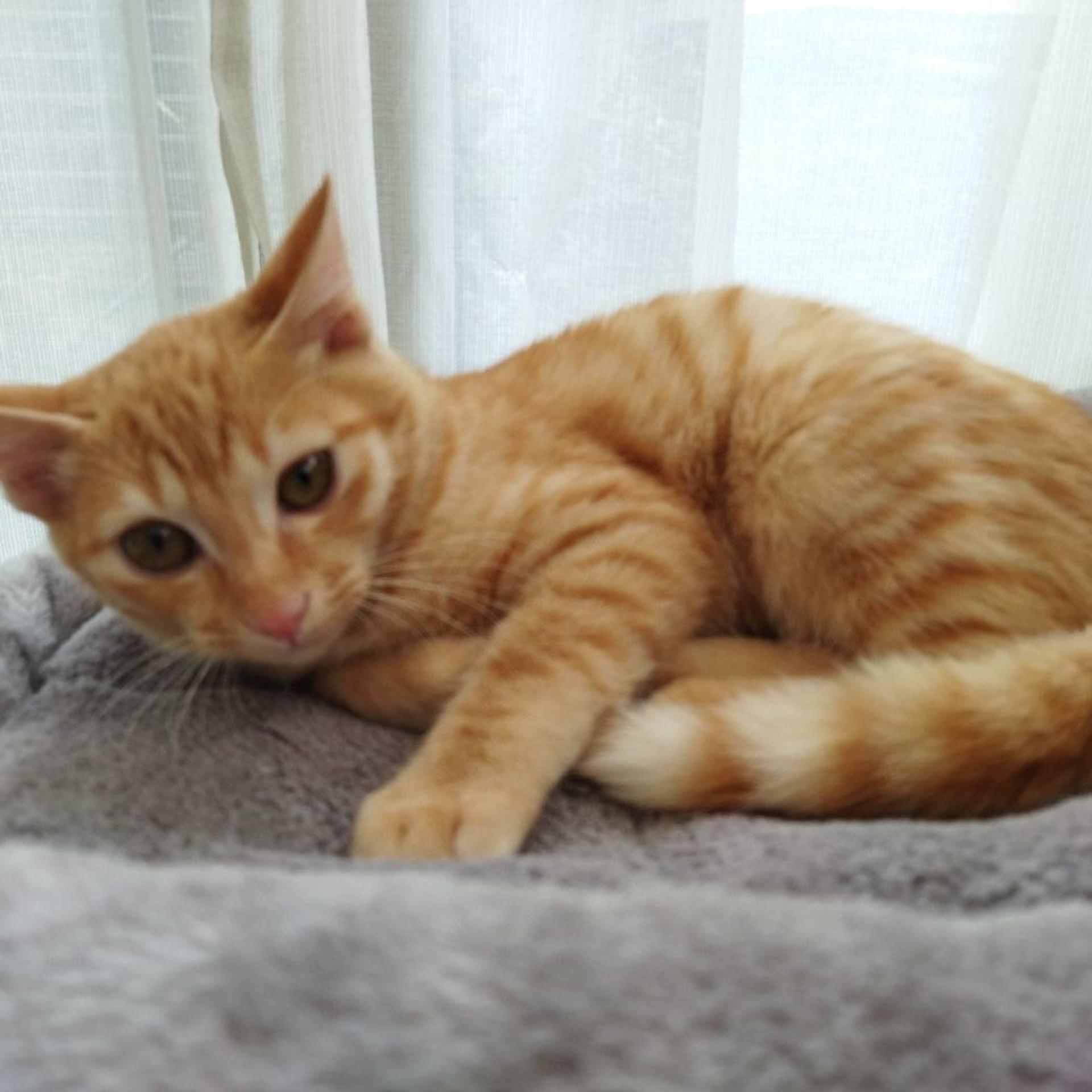 pet-image-2