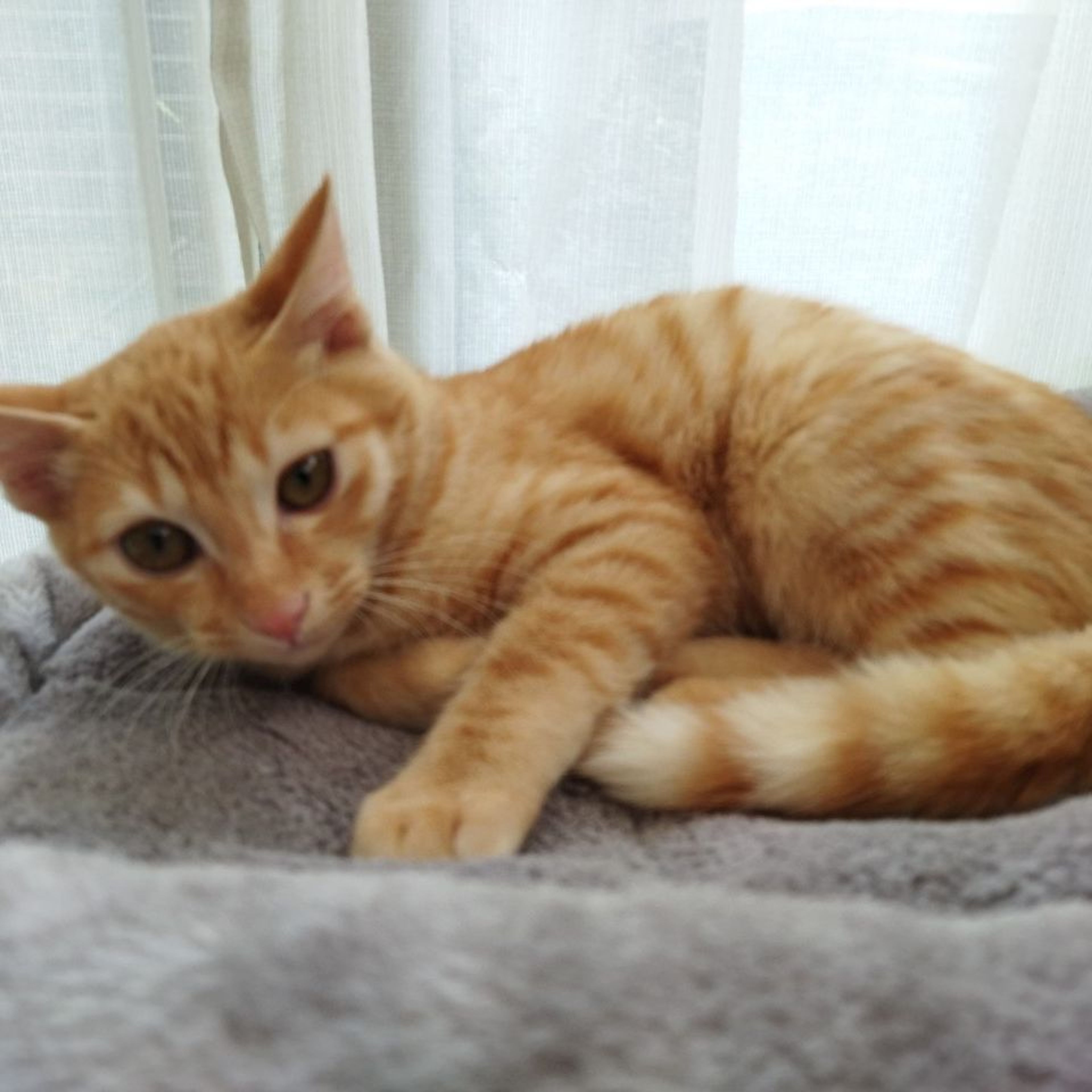 pet-image-2