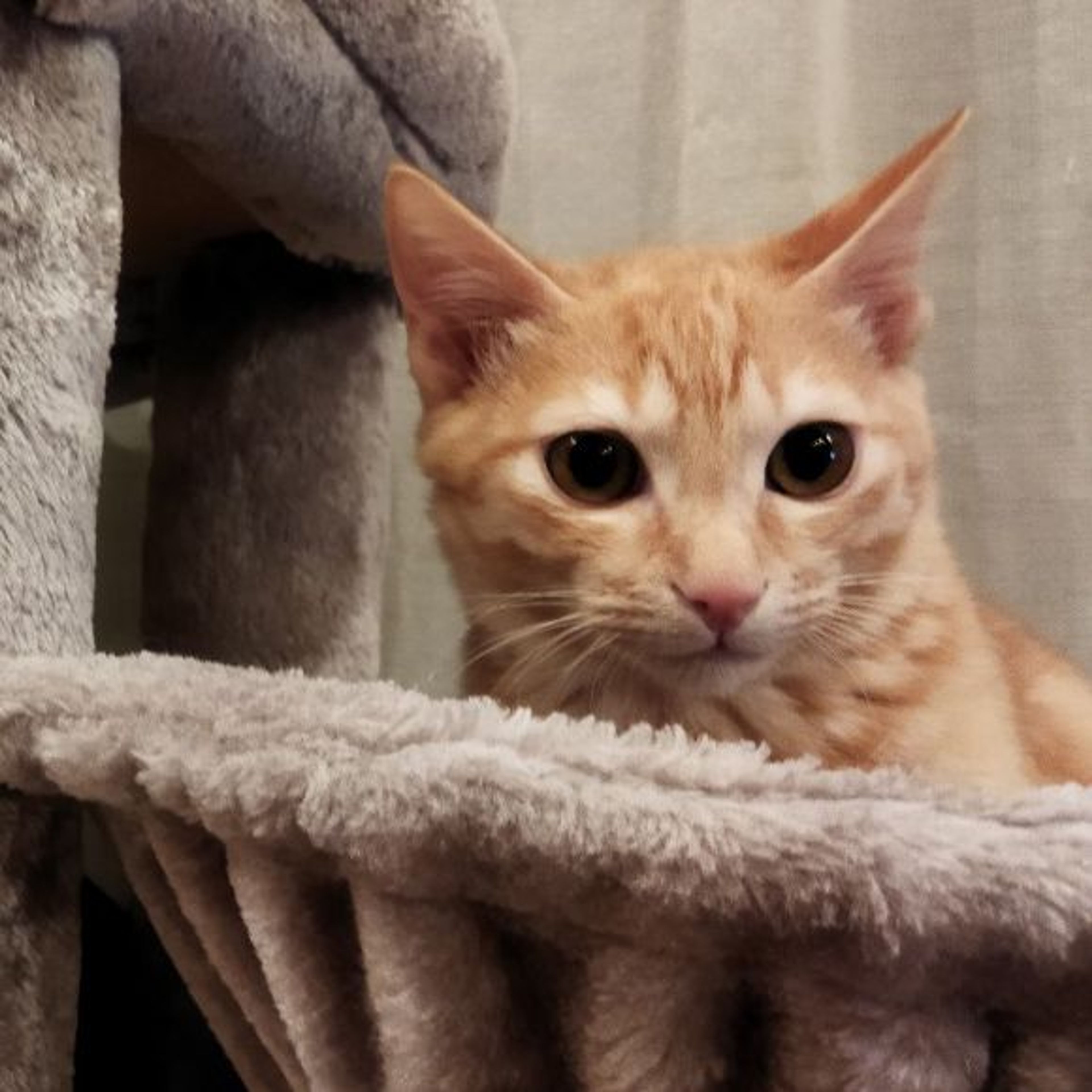 pet-image-4