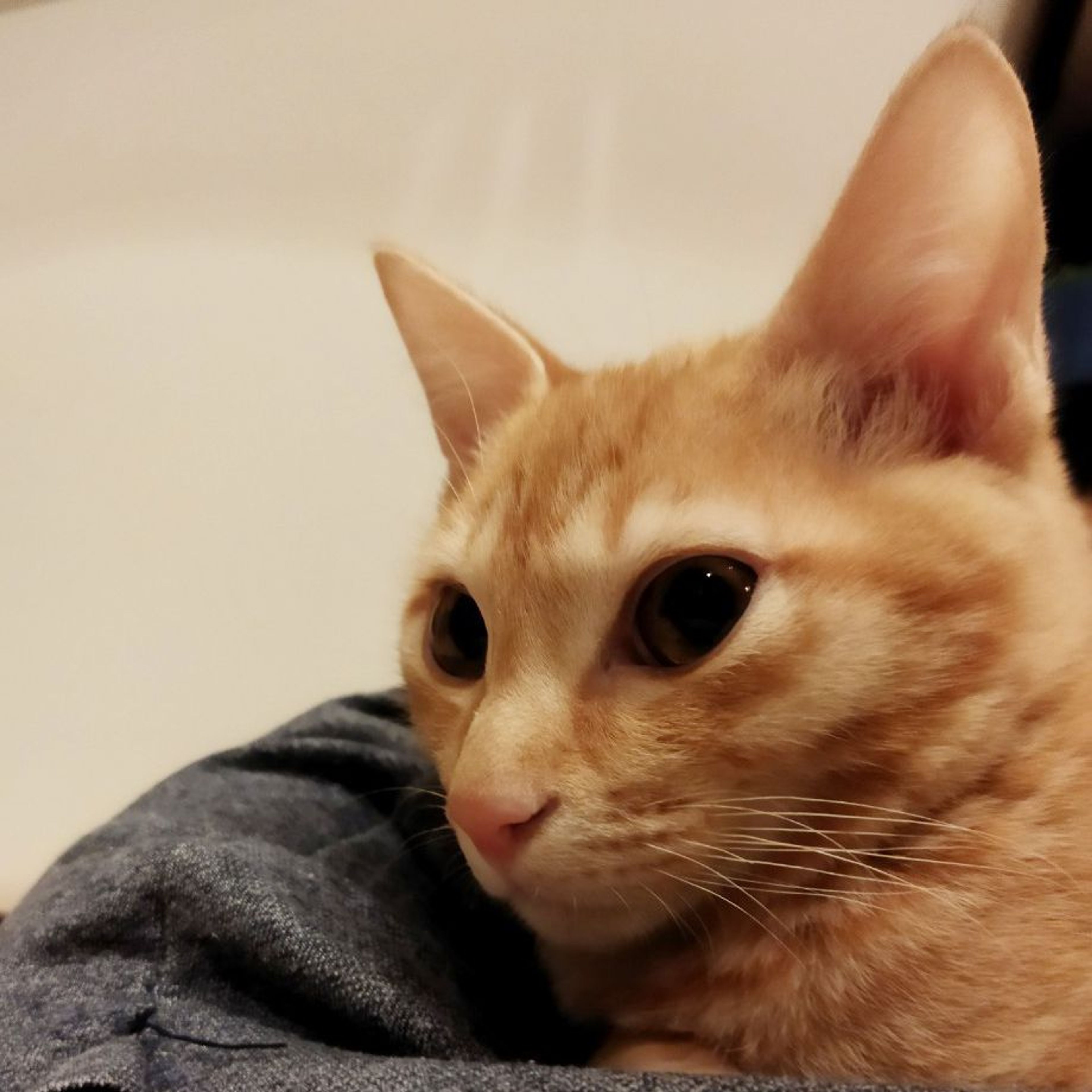 pet-image-5