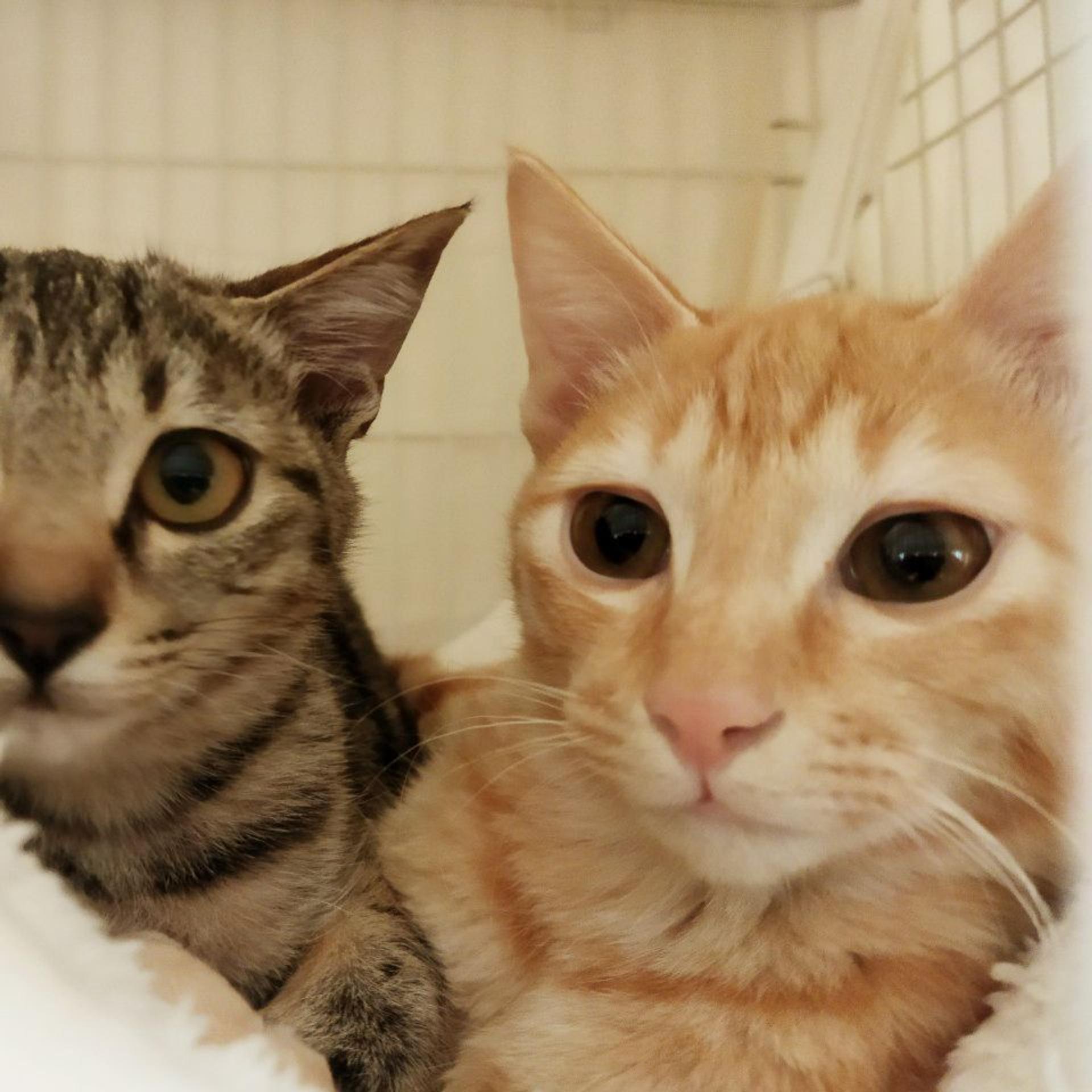 pet-image-6