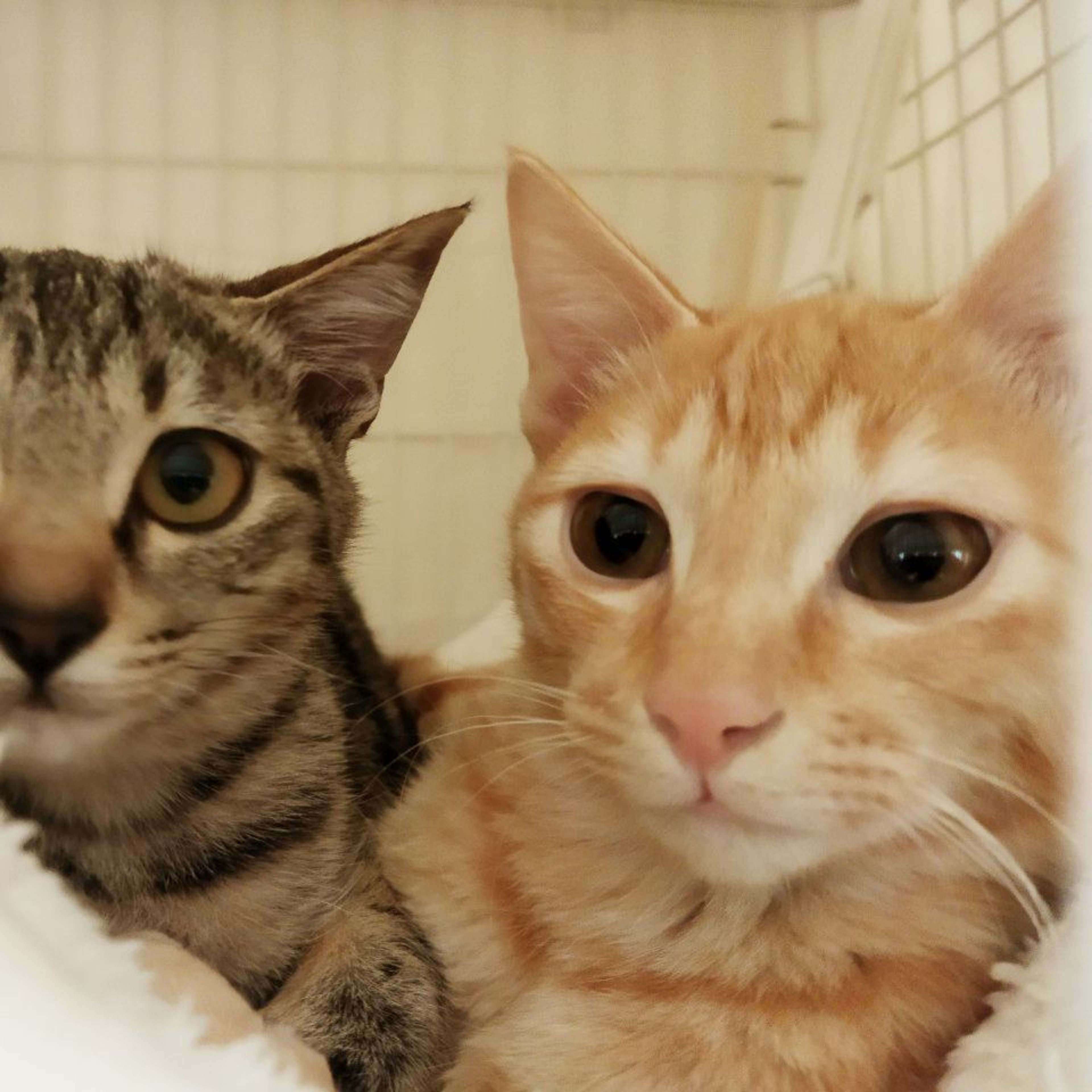 pet-image-6