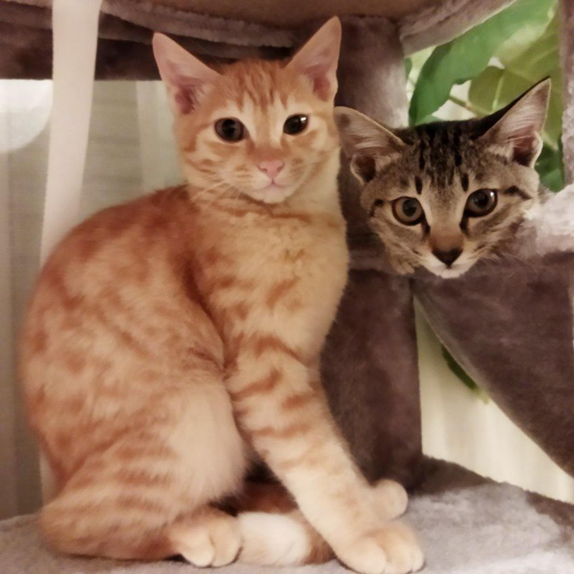 pet-image-7