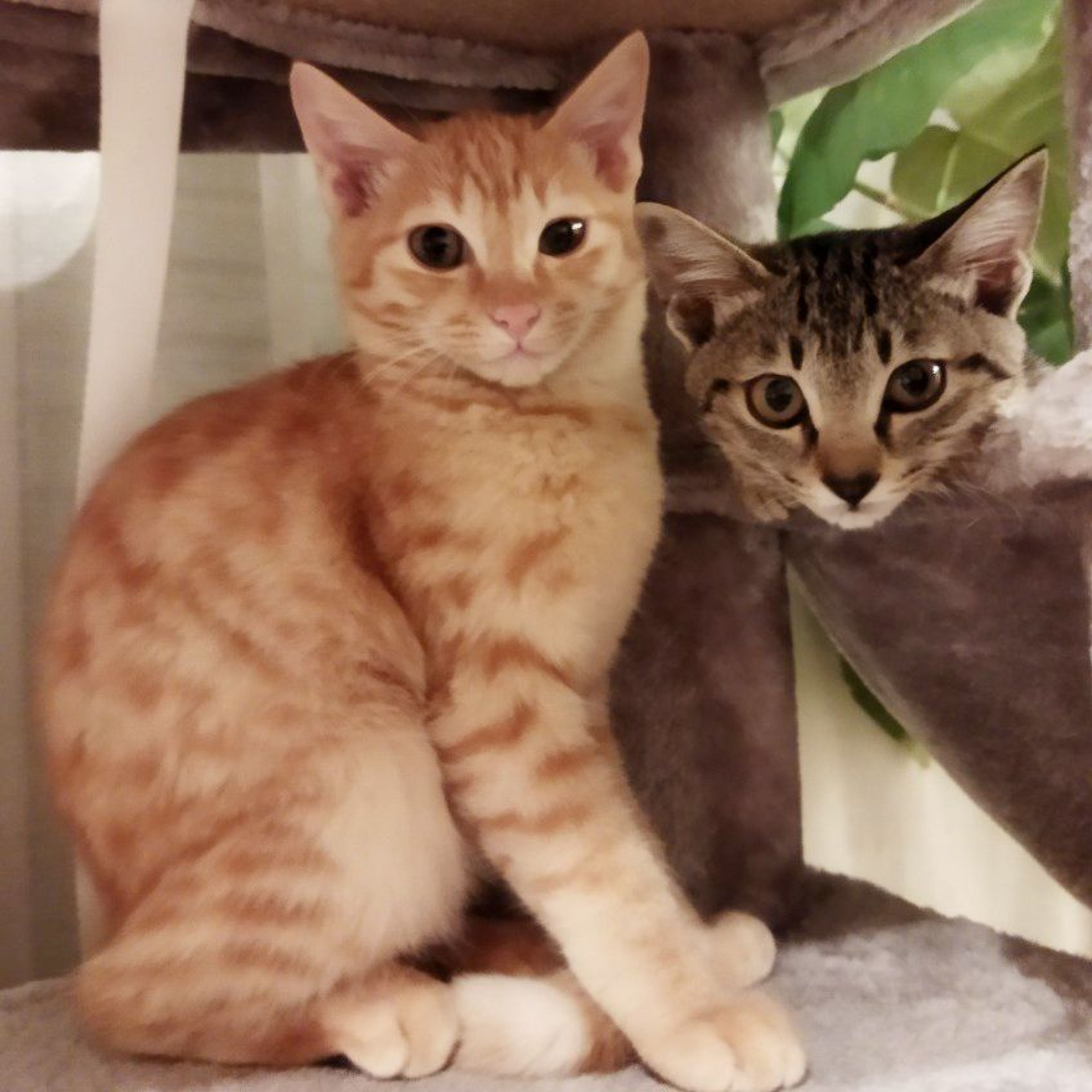 pet-image-7
