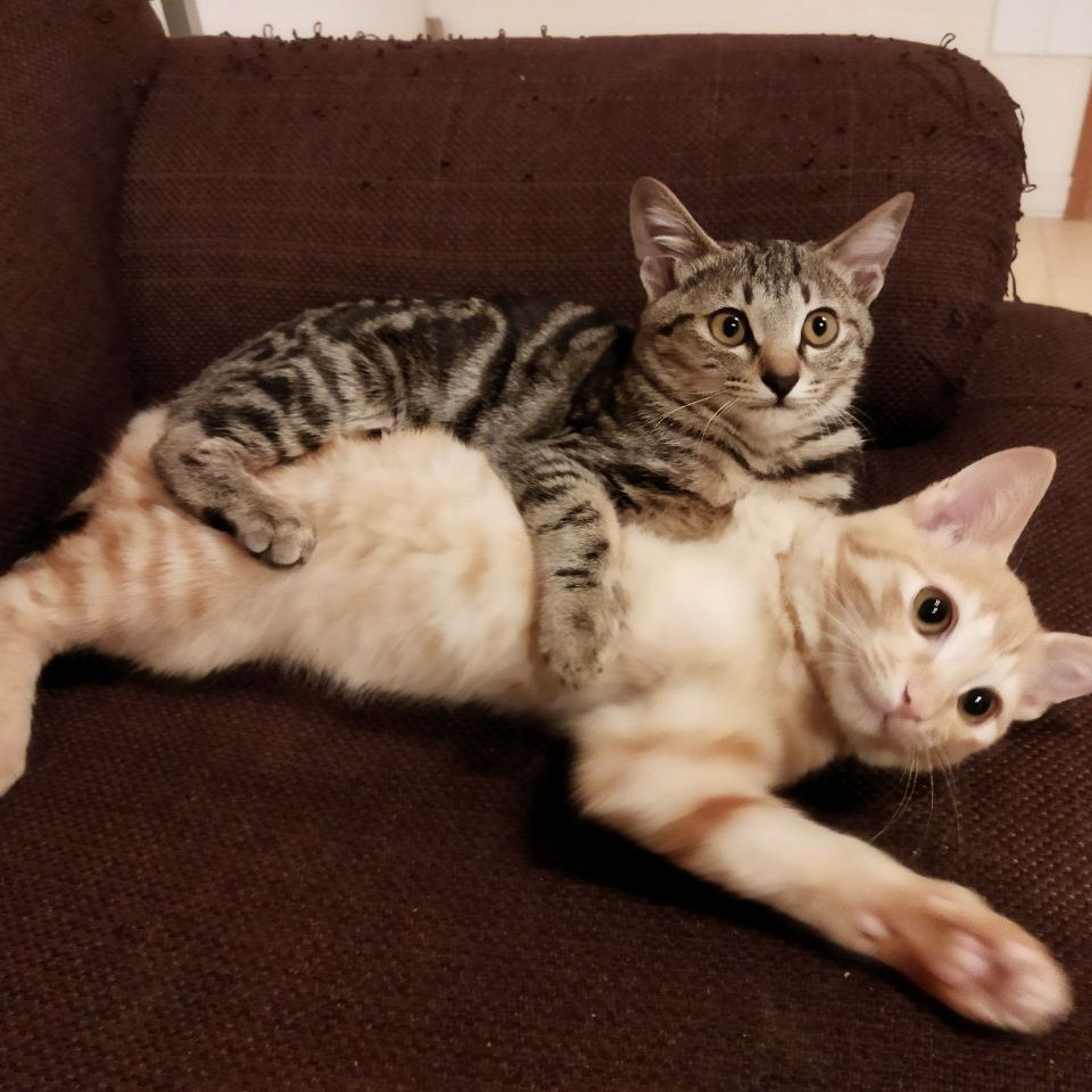 pet-image-8