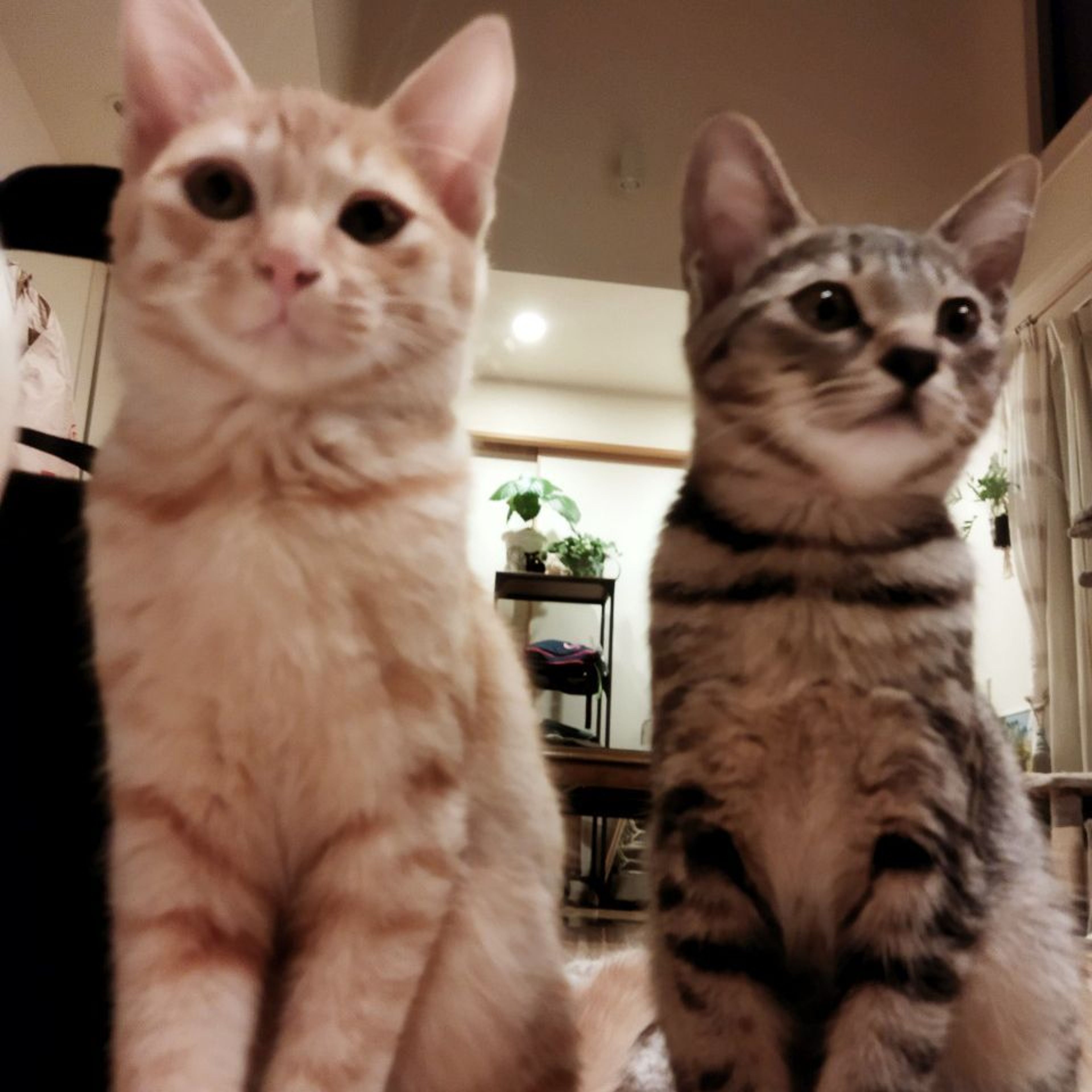 pet-image-9