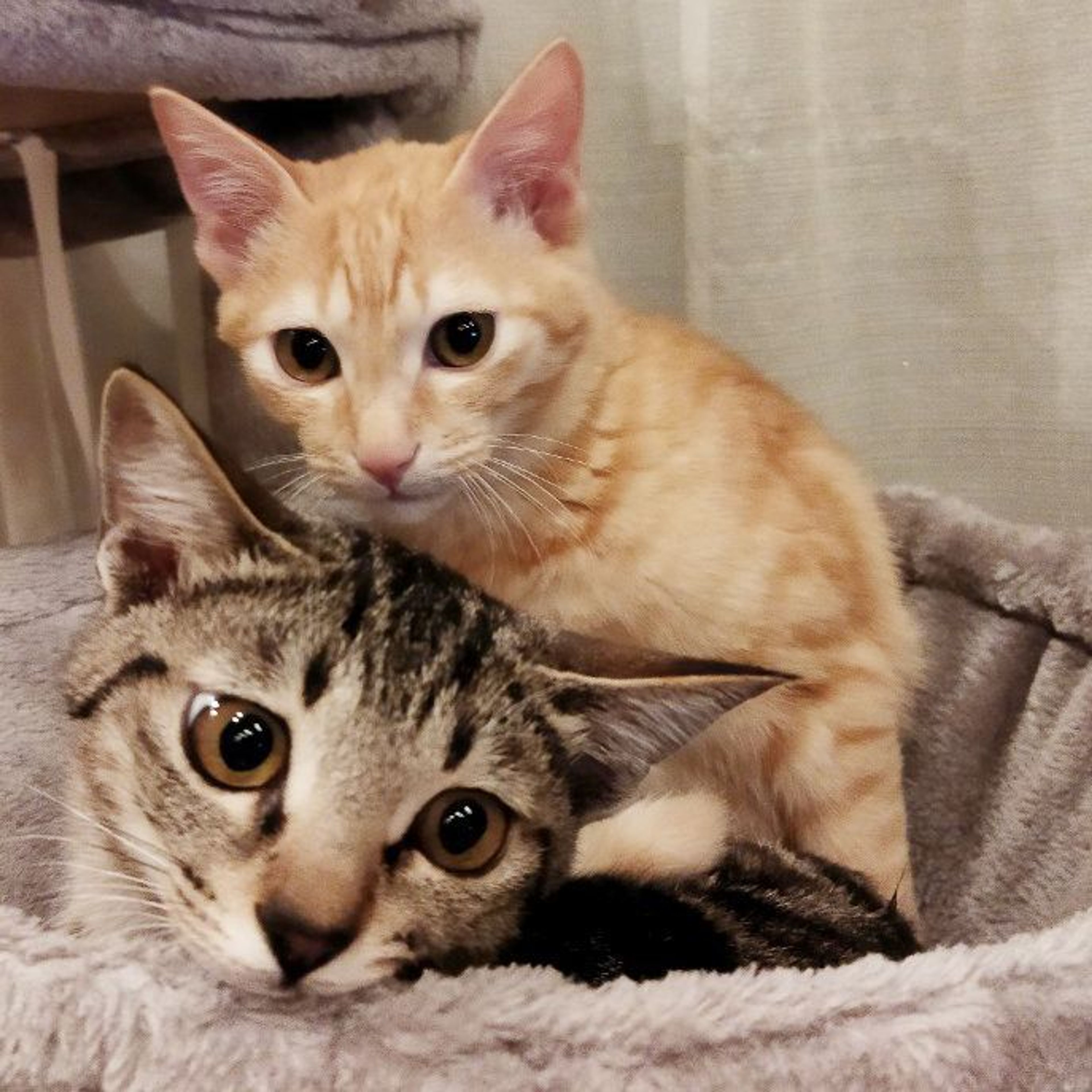 pet-image-10