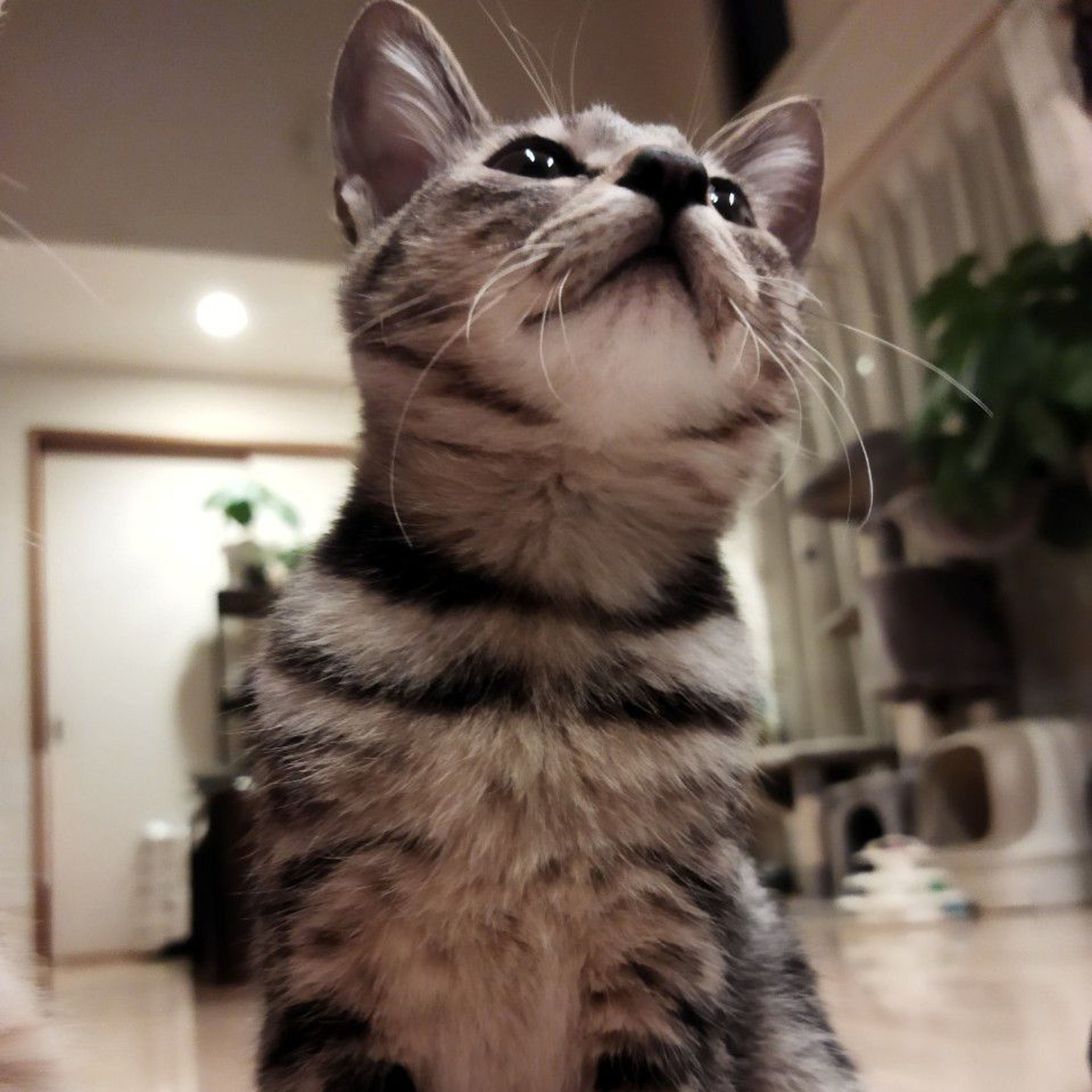 pet-image-4