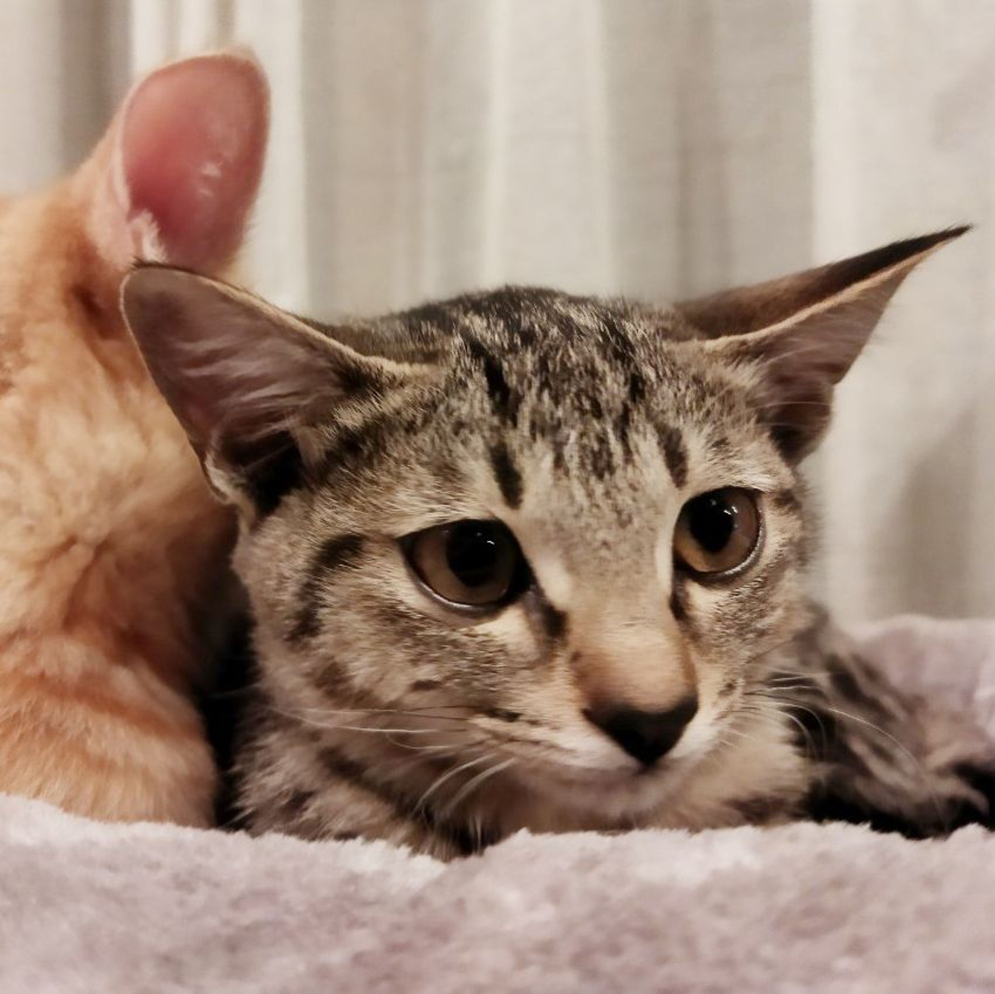 pet-image-5