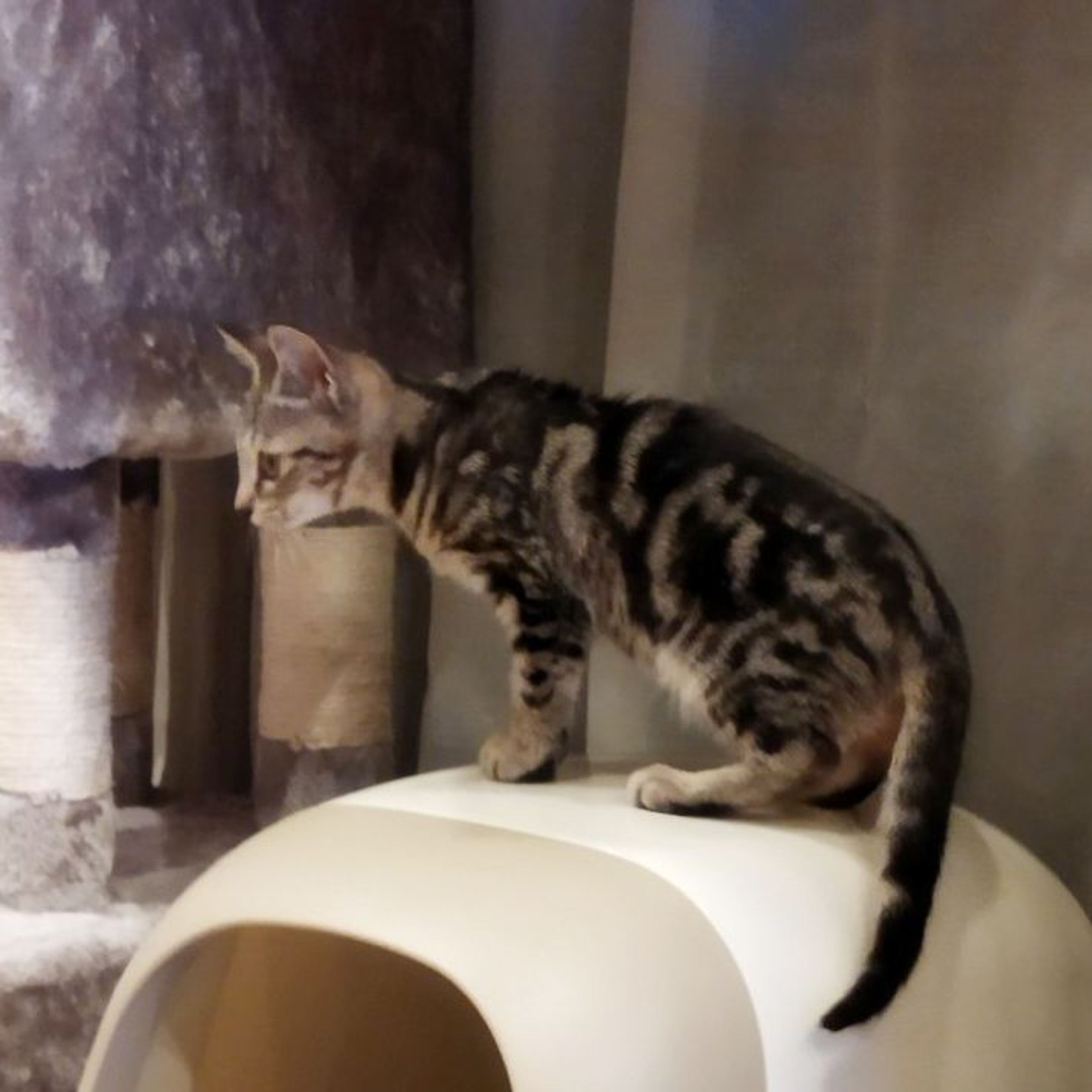 pet-image-6