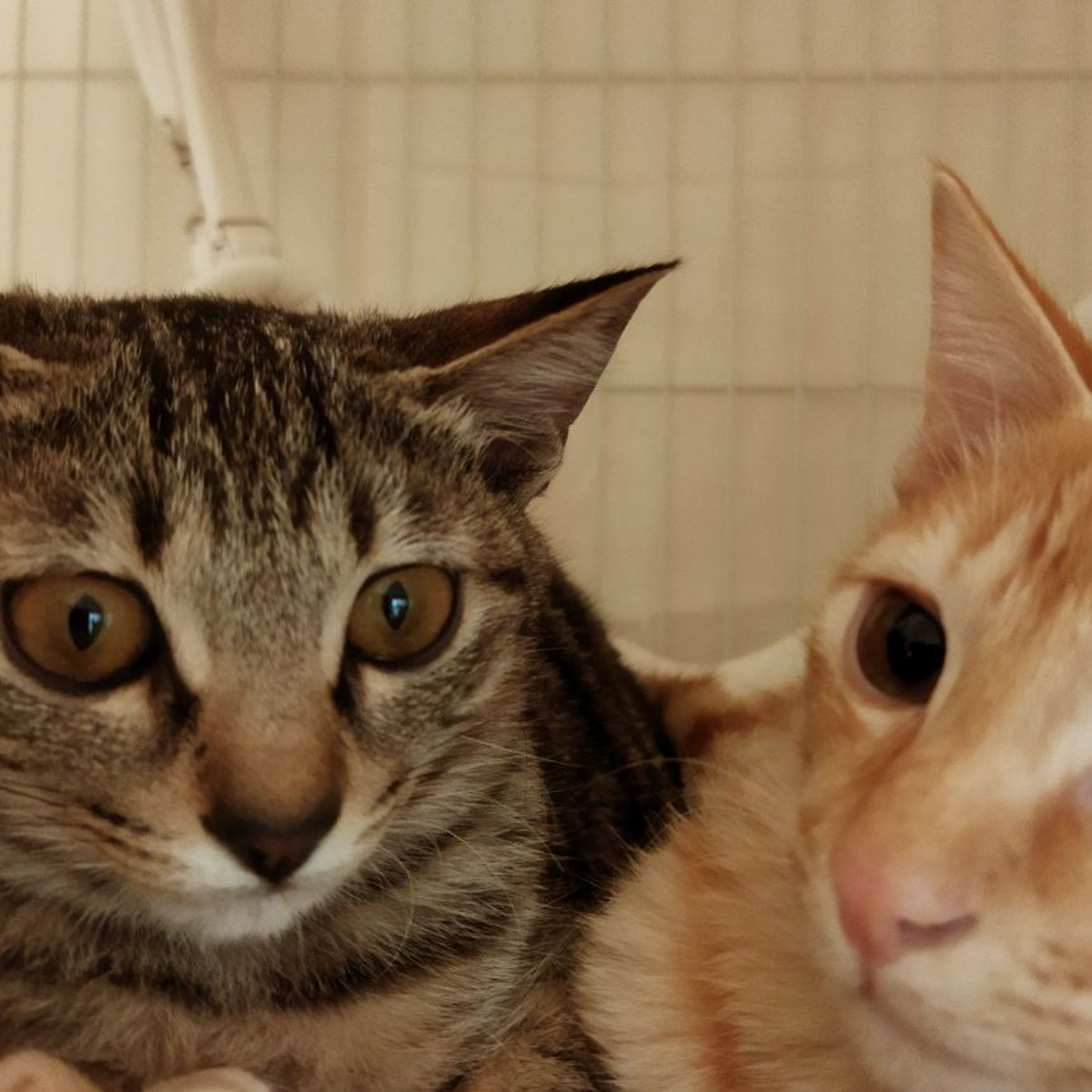 pet-image-7