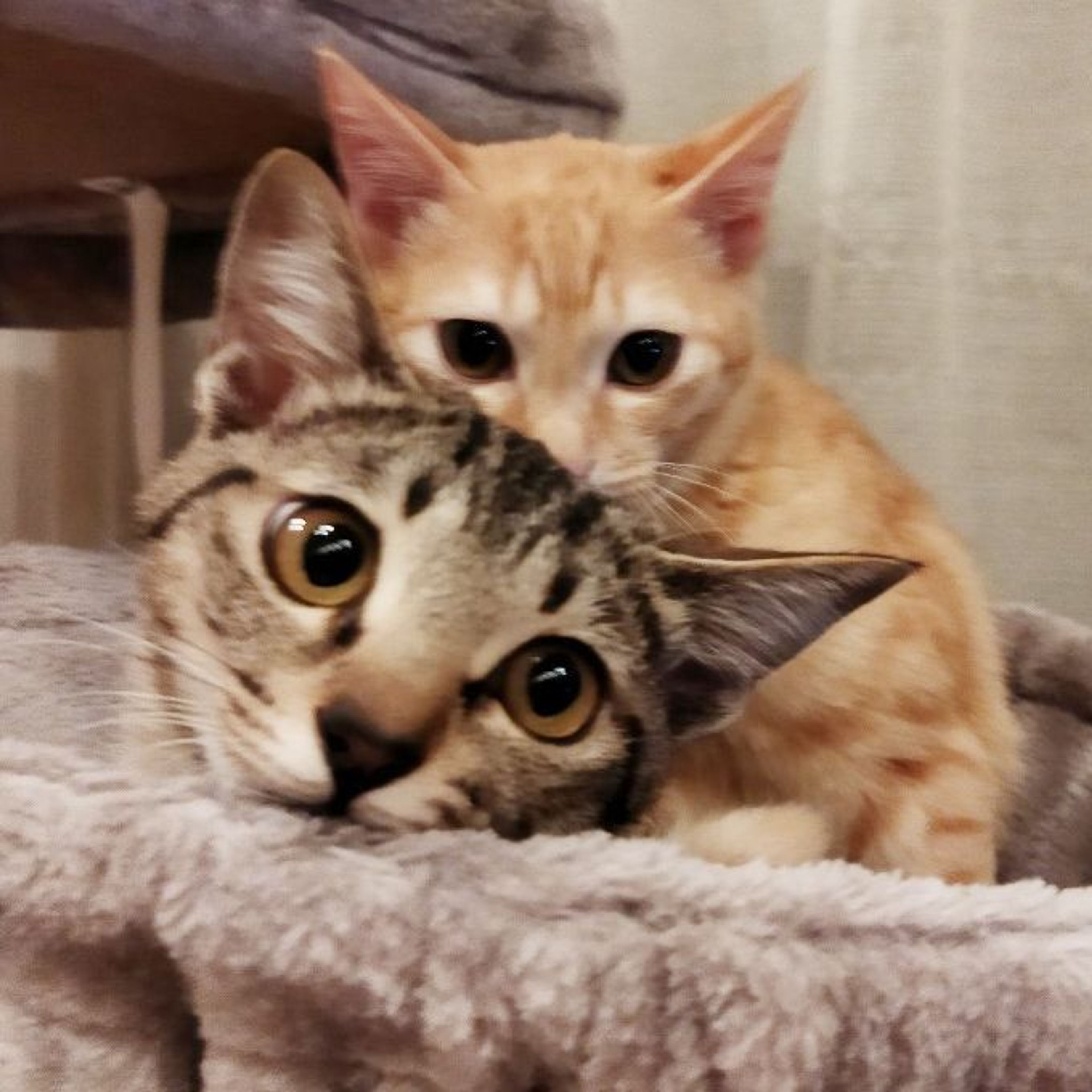 pet-image-8