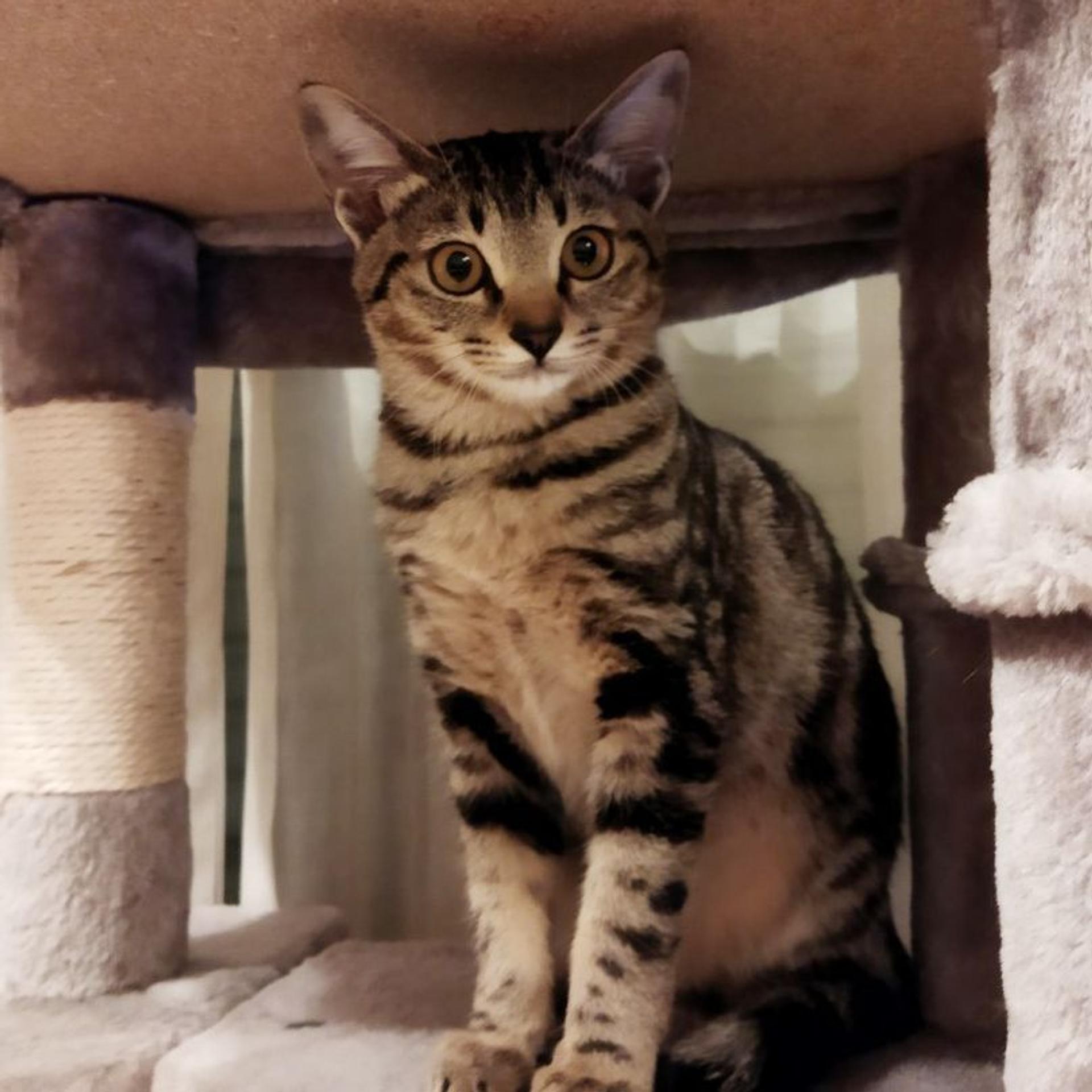 pet-image-9