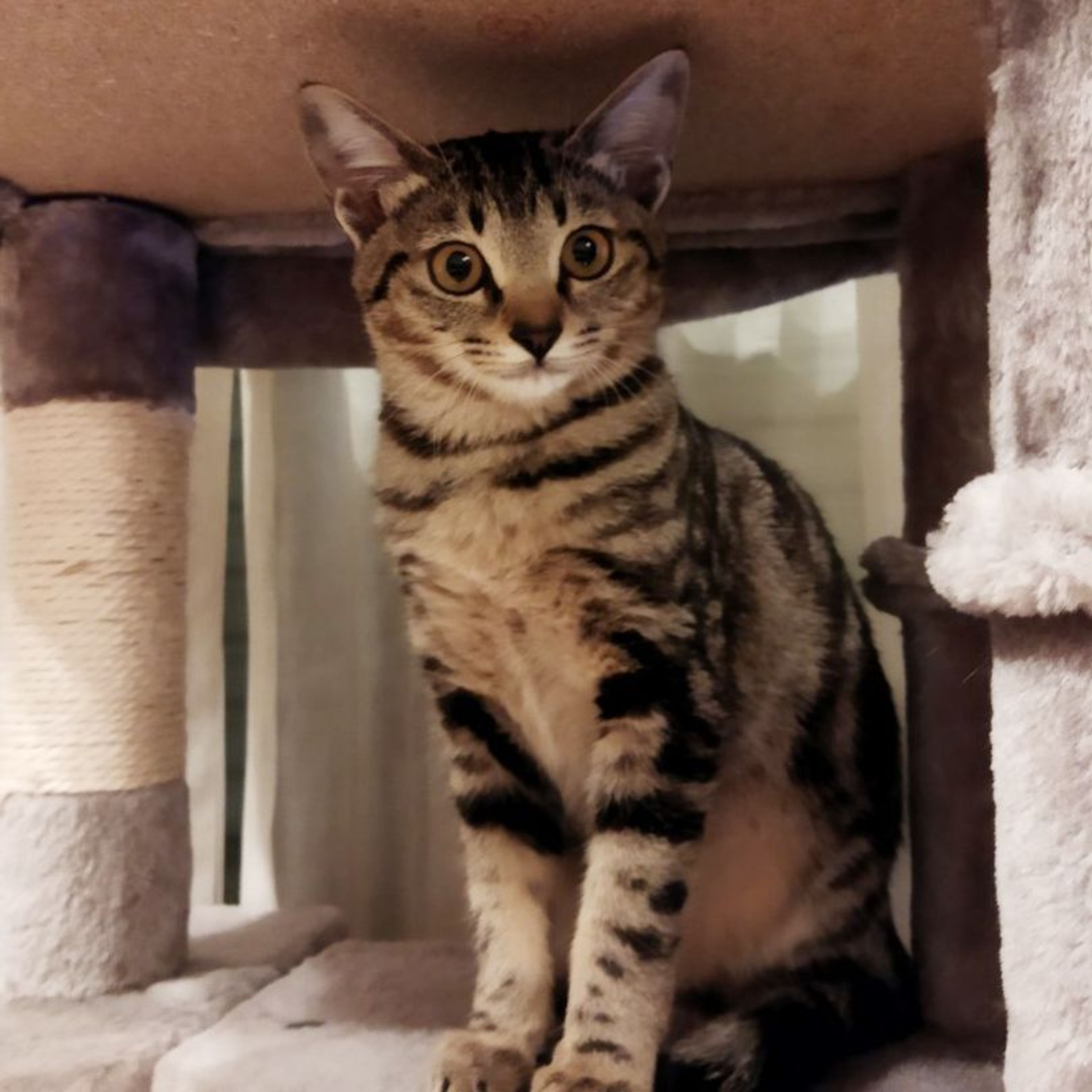 pet-image-9