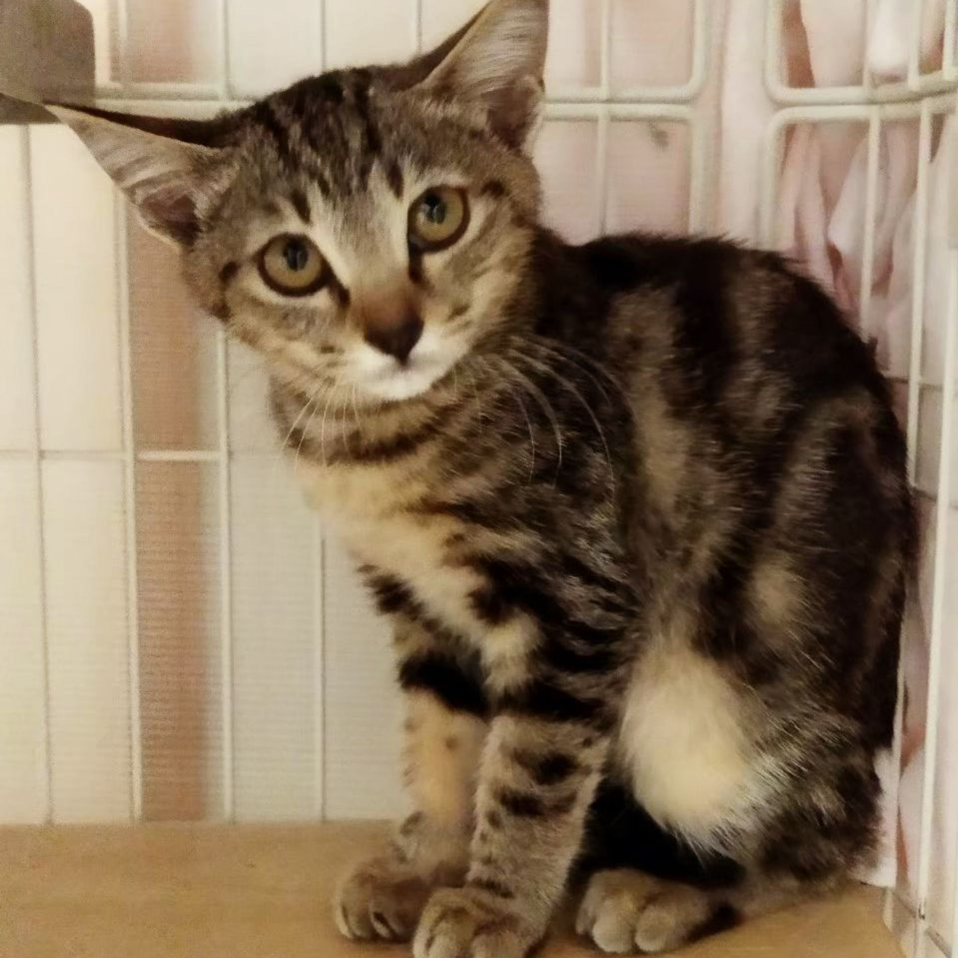 雑種（ミックス猫）・メスの里親募集の写真