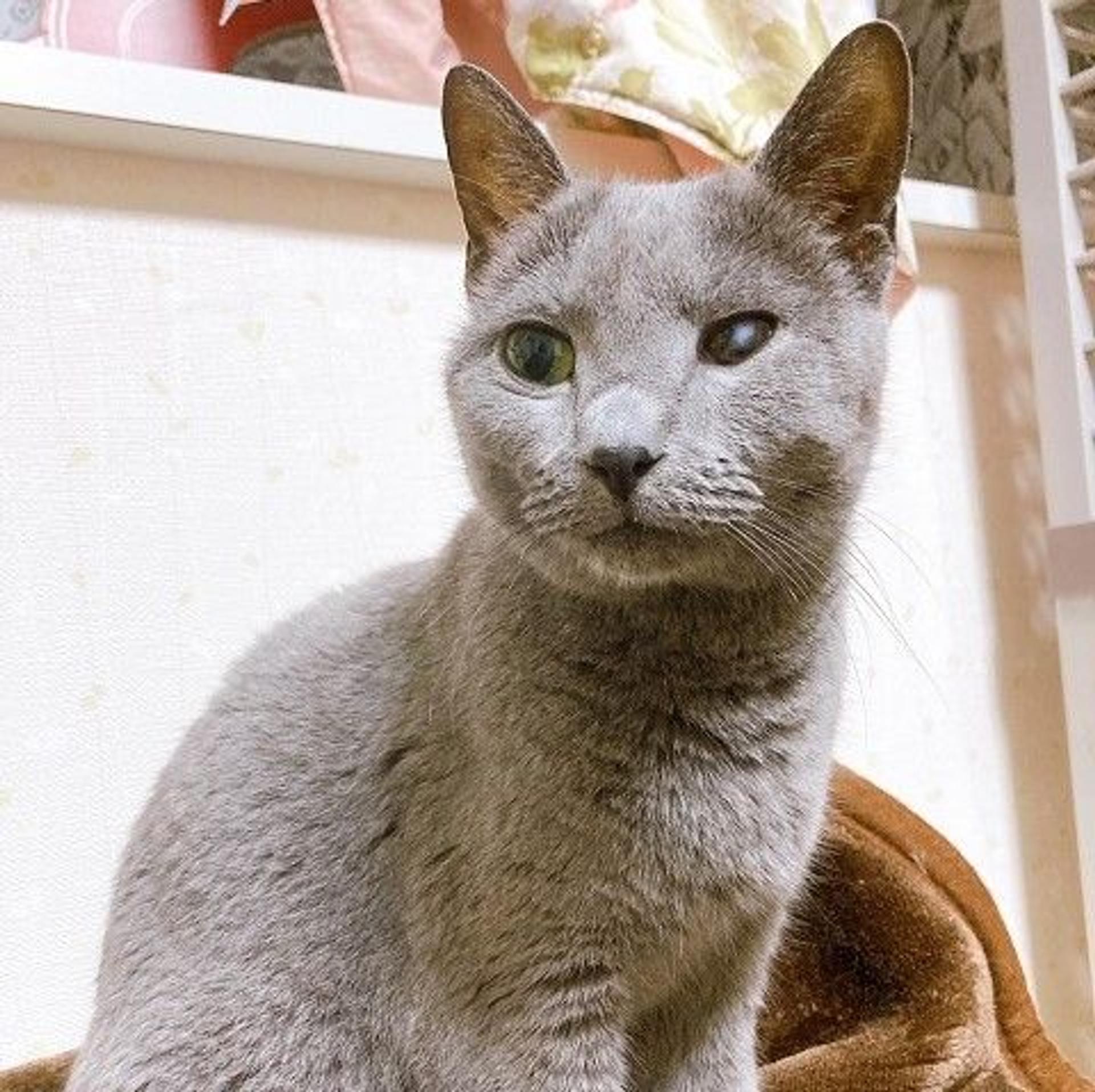 pet-image-2