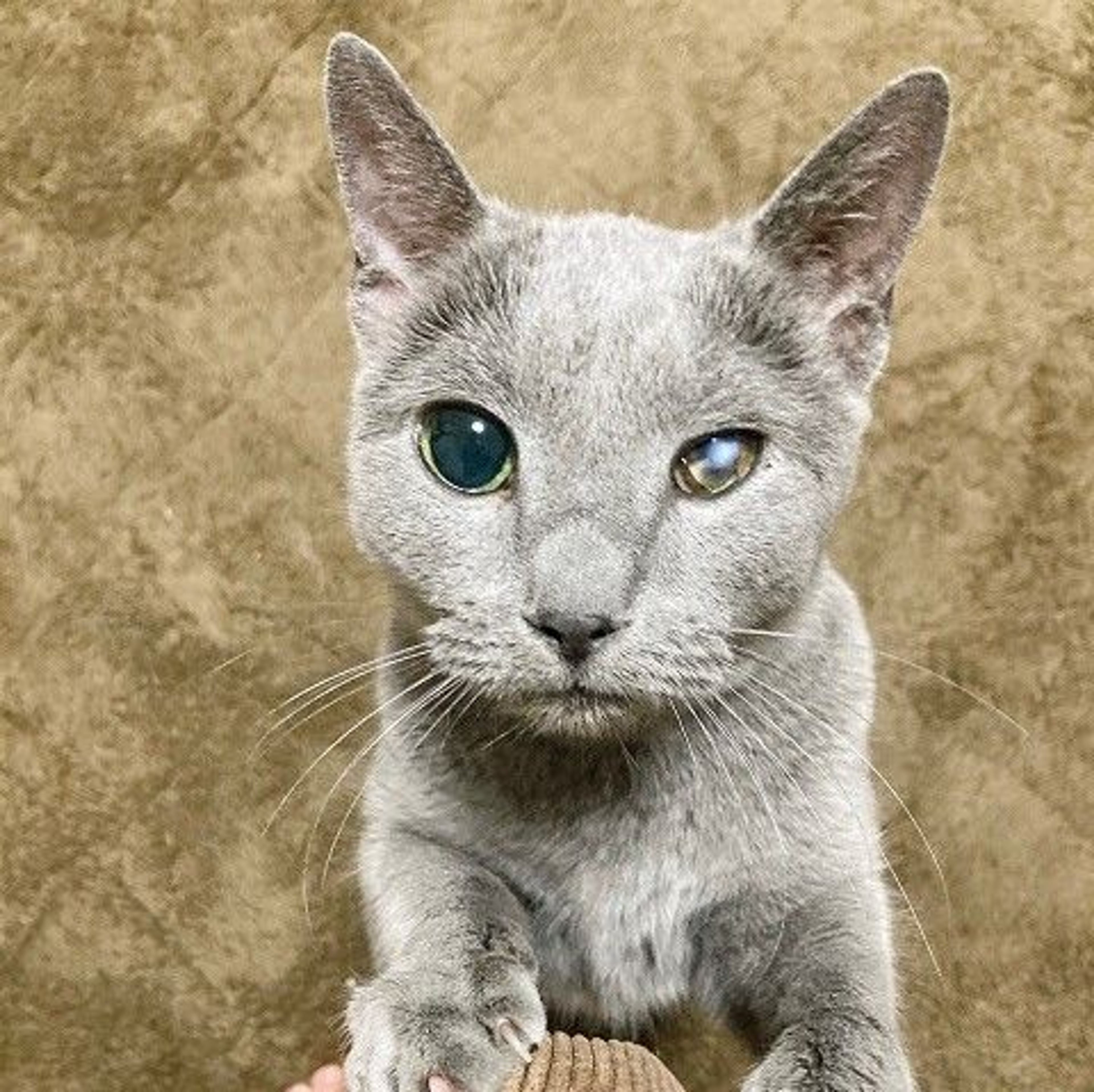 pet-image-4