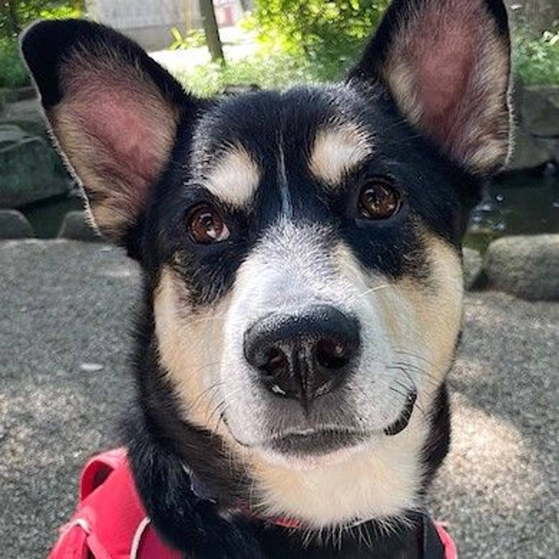 雑種（ミックス犬）・オスの里親募集の写真