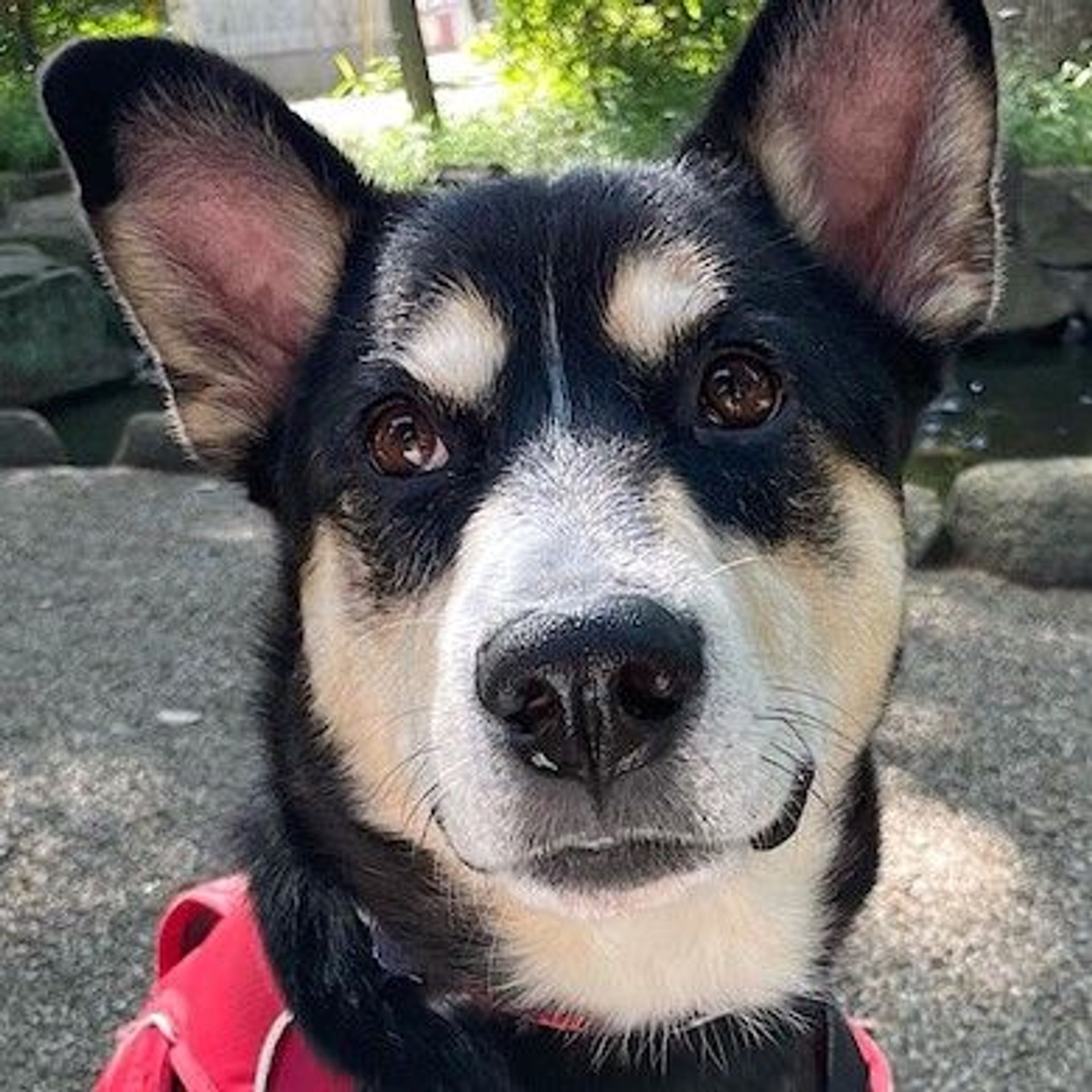 雑種（ミックス犬）・オスの里親募集の写真
