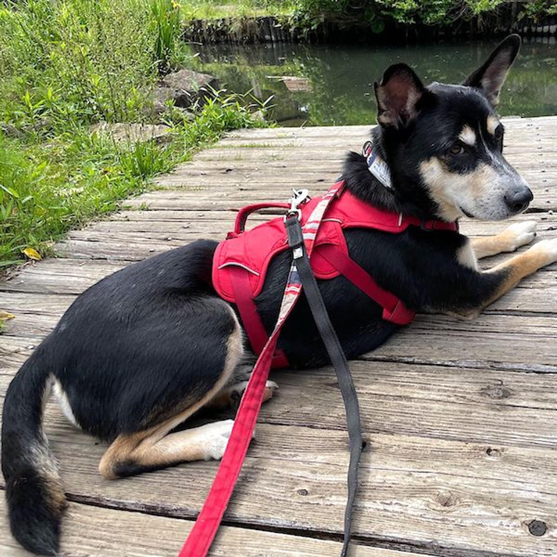pet-image-4