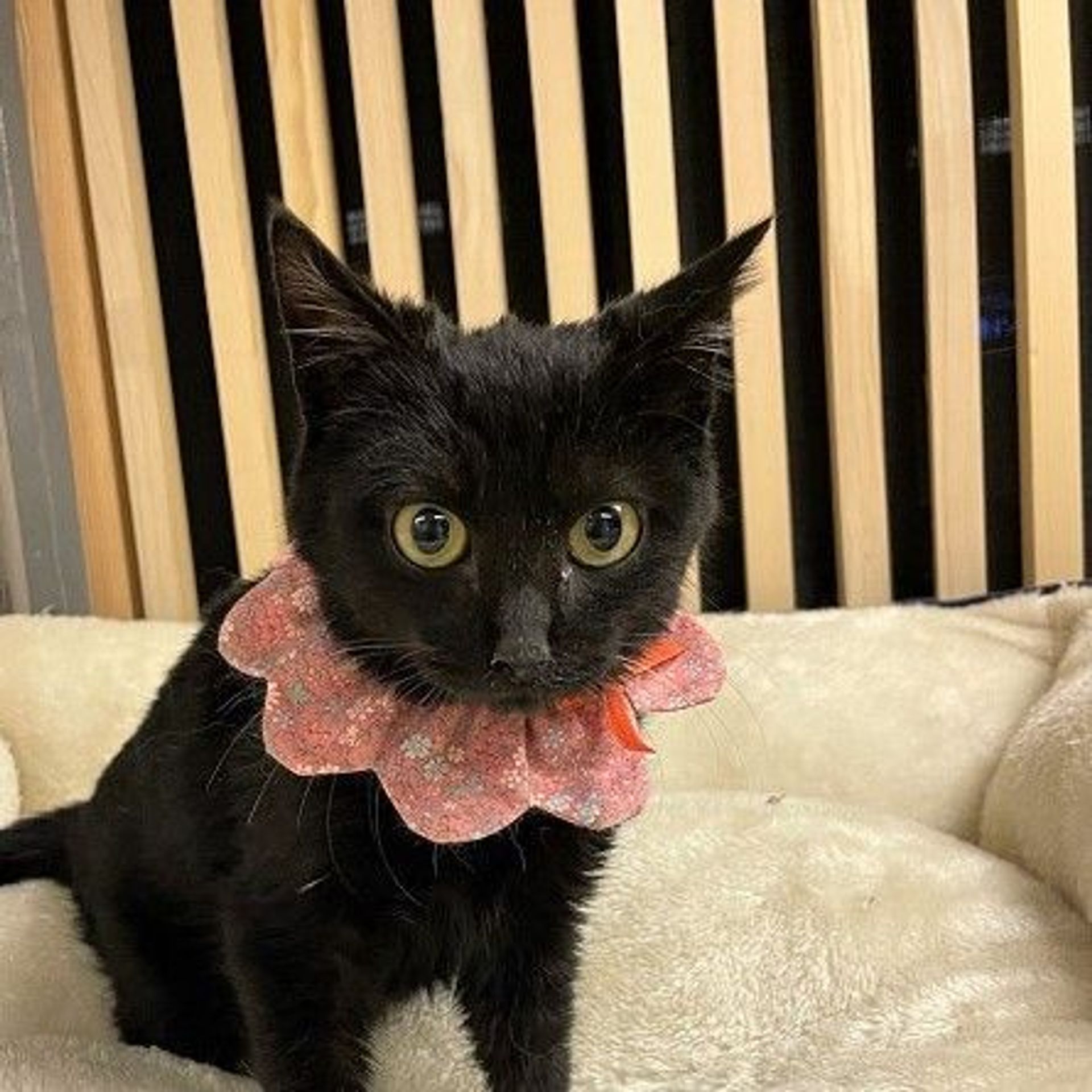 雑種（ミックス猫）・オスの里親募集の写真