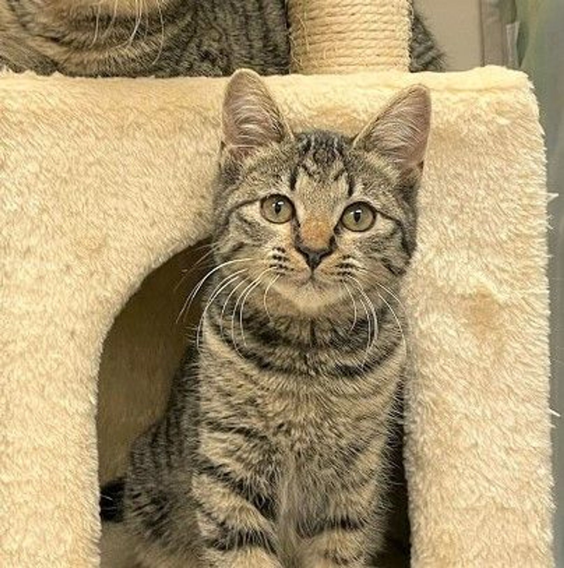 雑種（ミックス猫）・オスの里親募集の写真