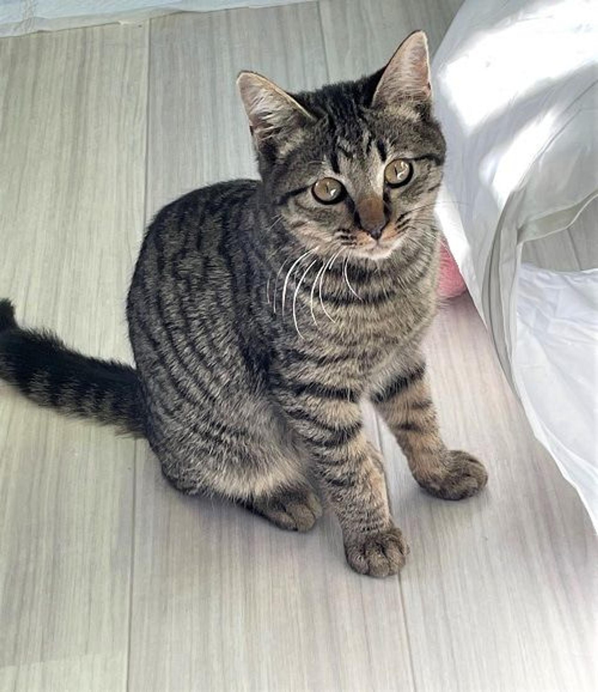 pet-image-2