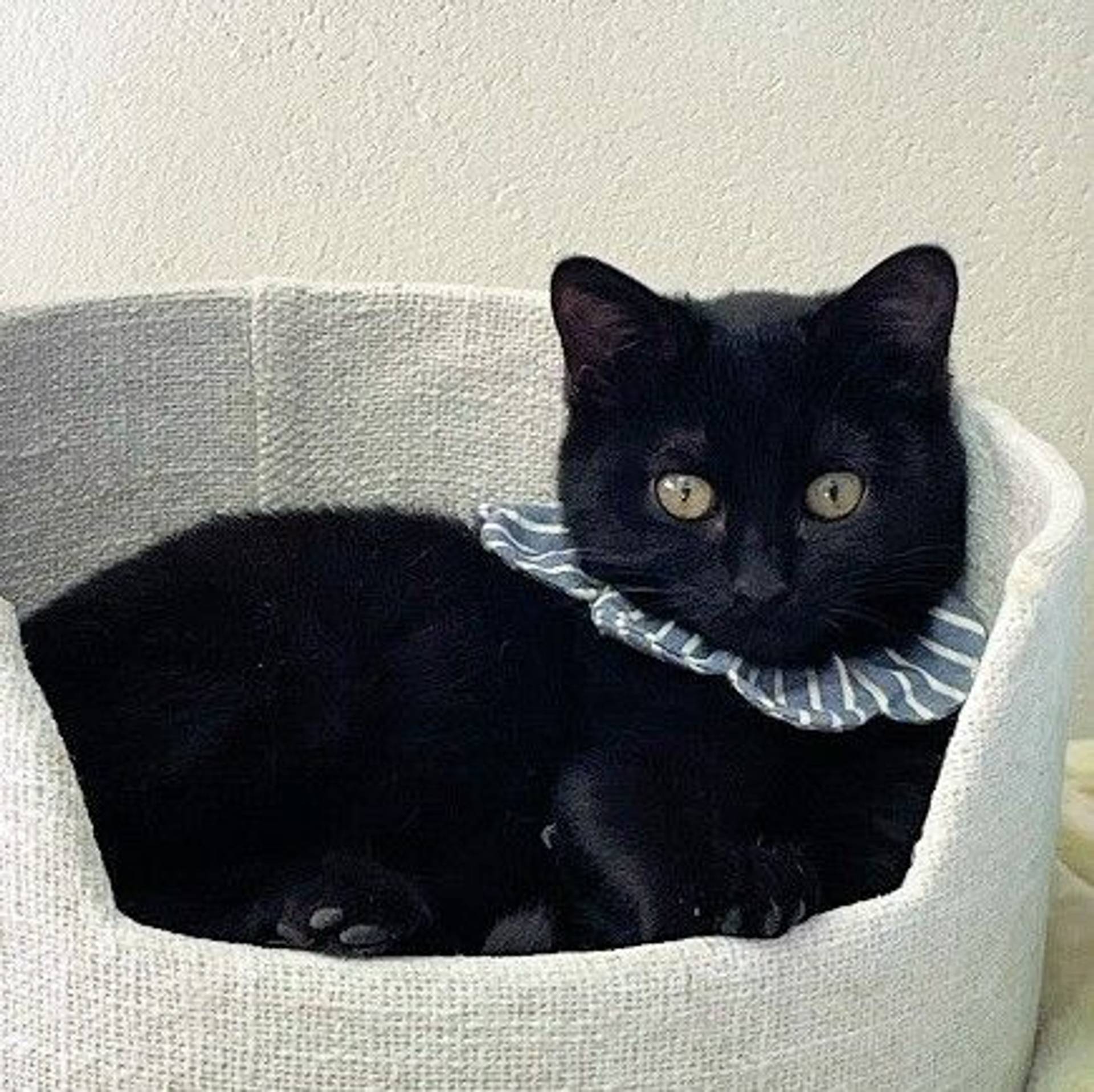 雑種（ミックス猫）・メスの里親募集の写真